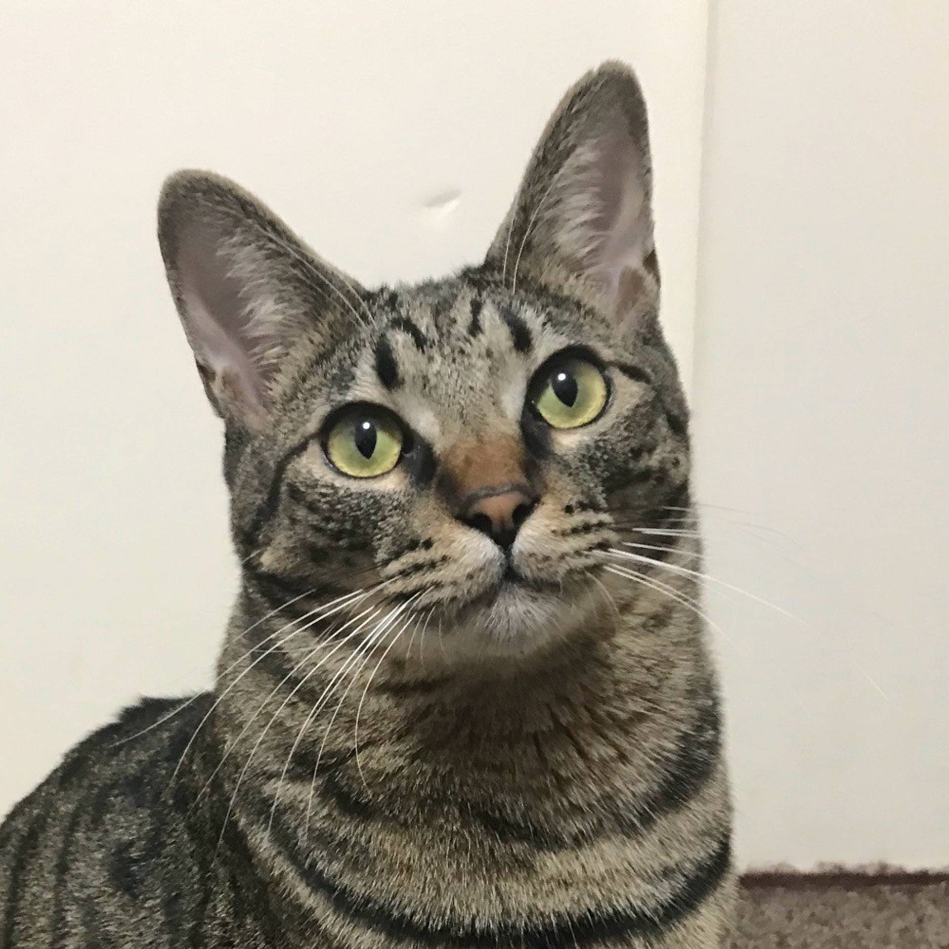 雑種（ミックス猫）・オスの里親募集の写真