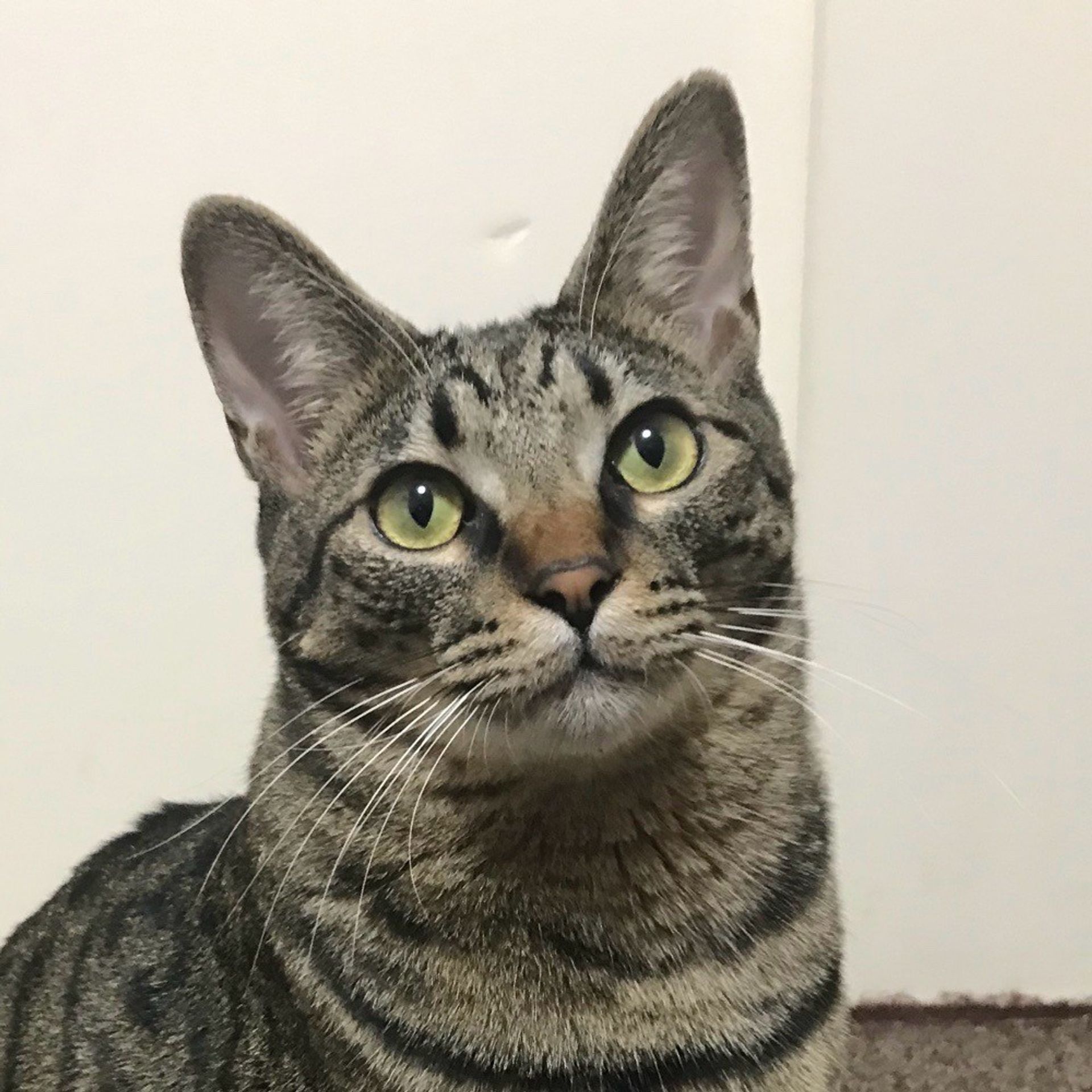 雑種（ミックス猫）・オスの里親募集の写真