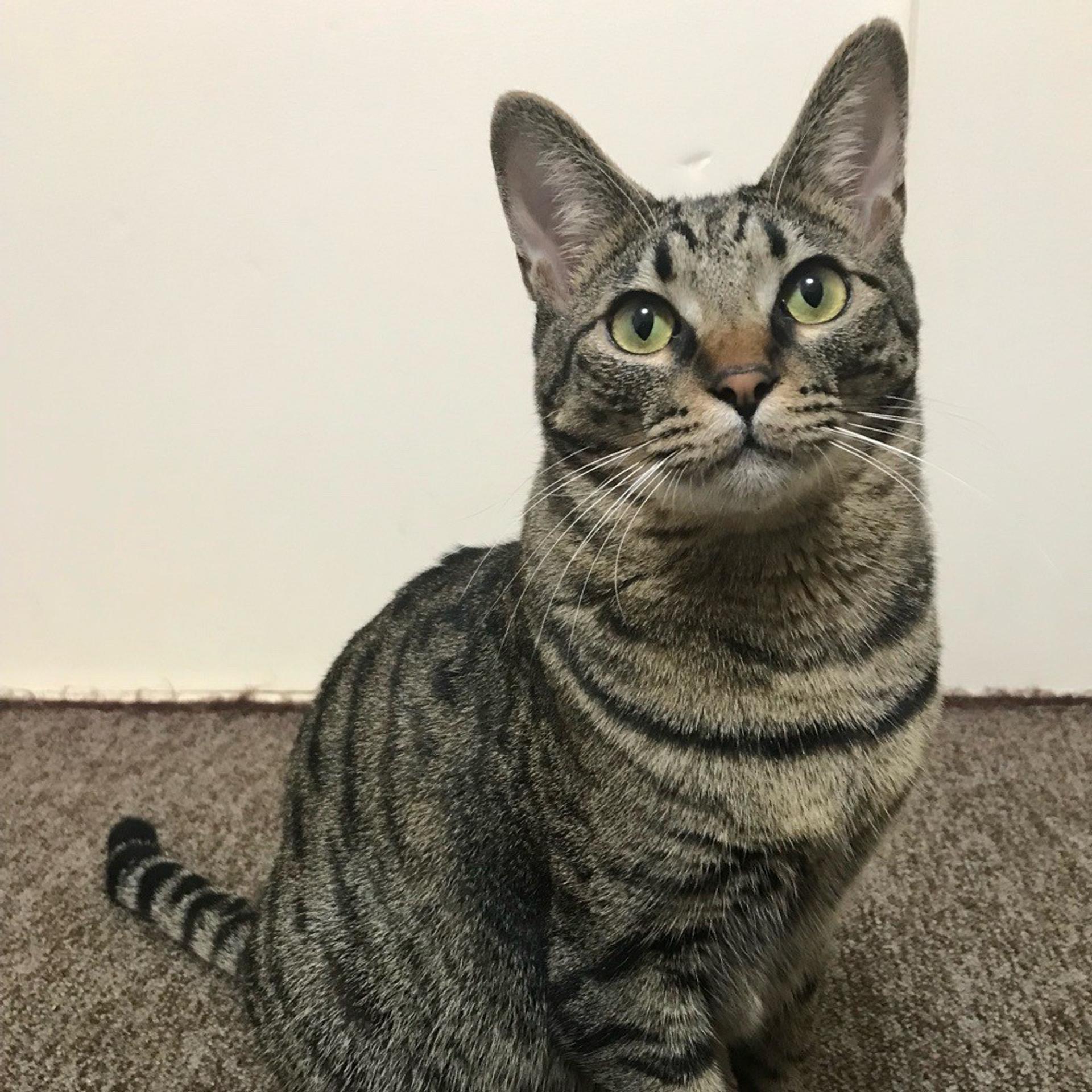 pet-image-3