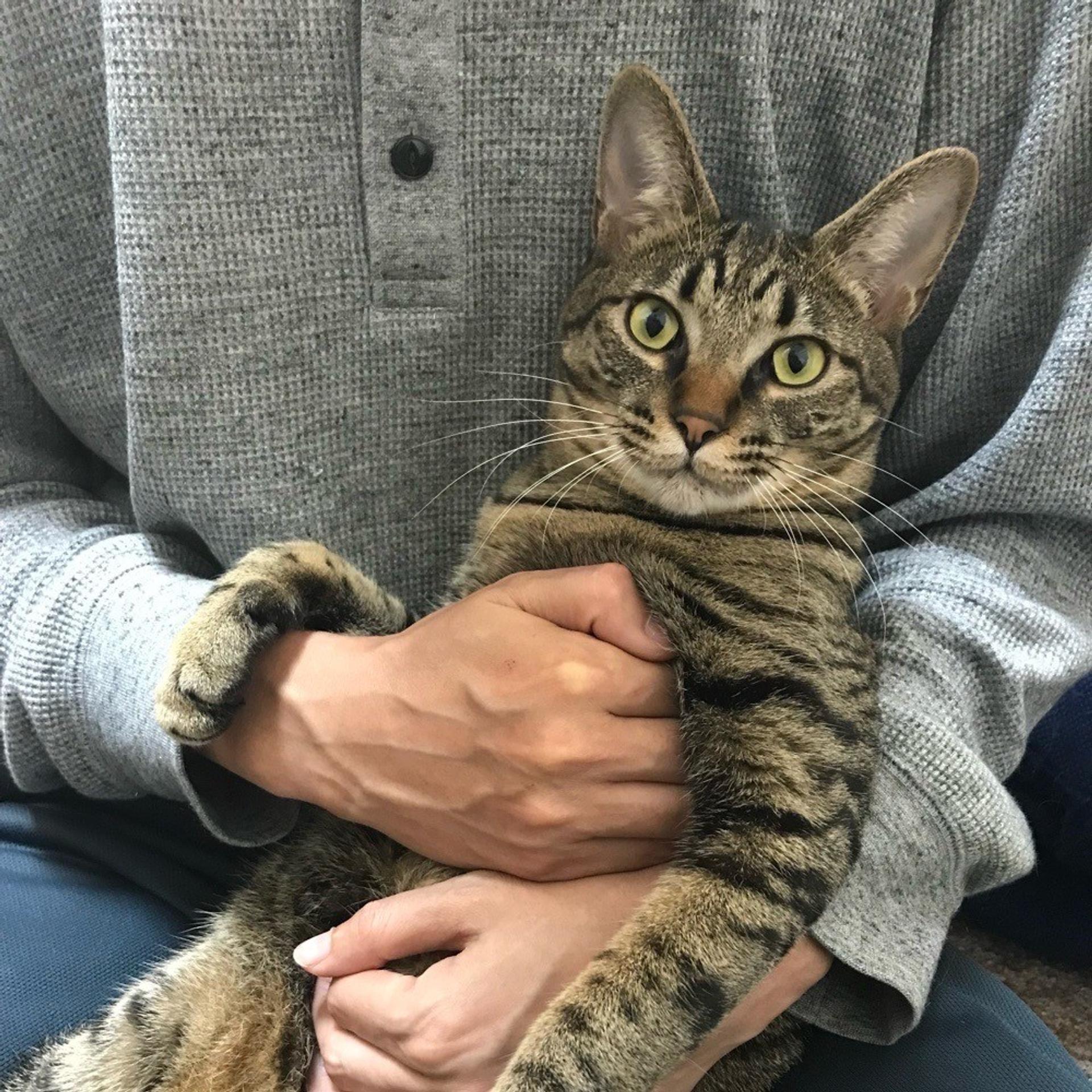 pet-image-4