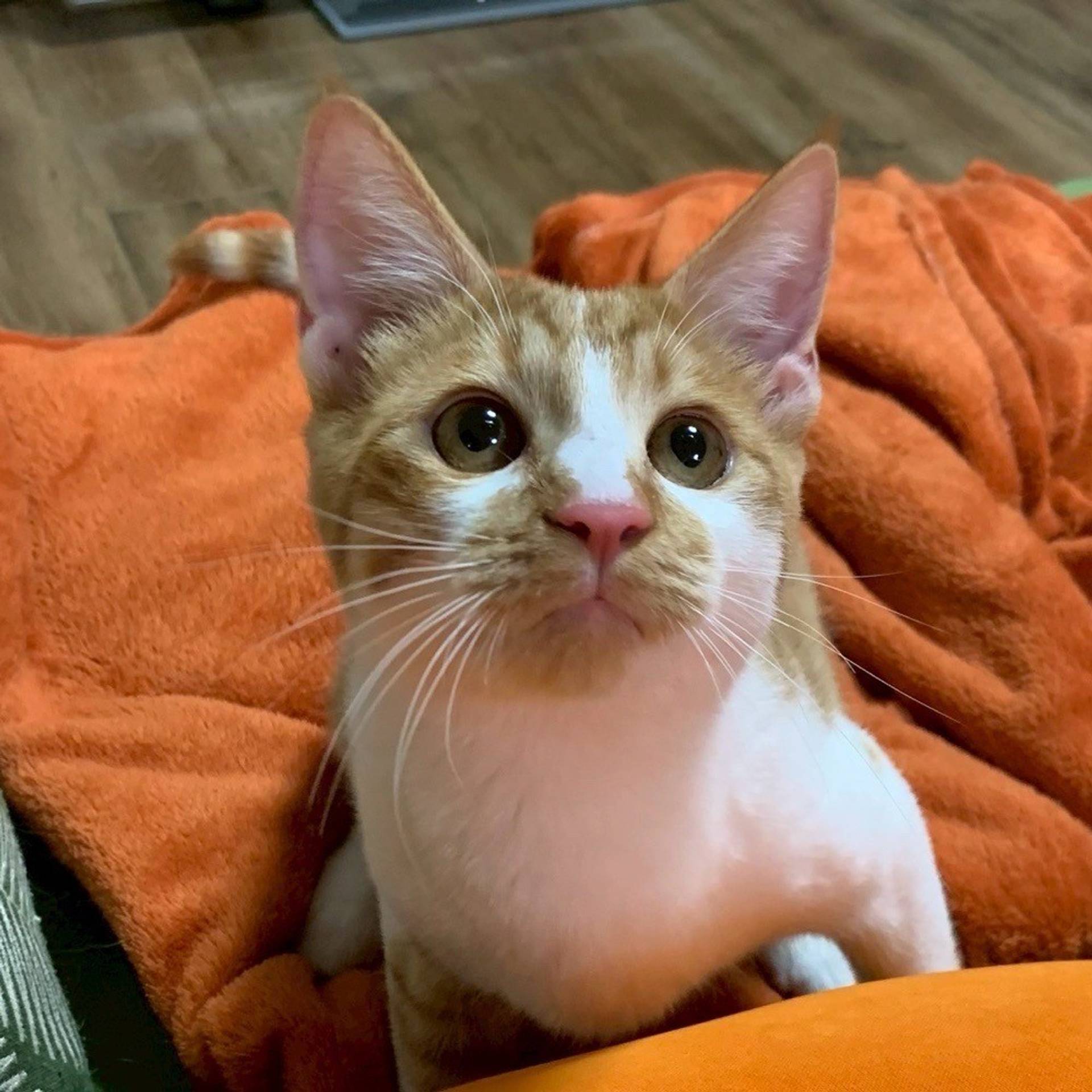 雑種（ミックス猫）・オスの里親募集の写真