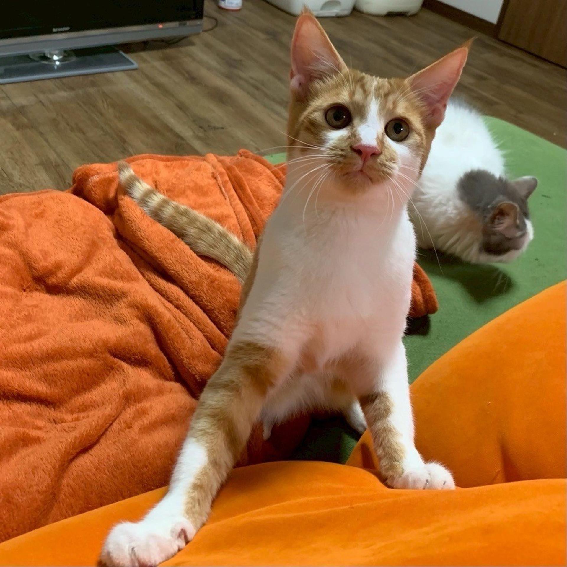 pet-image-3