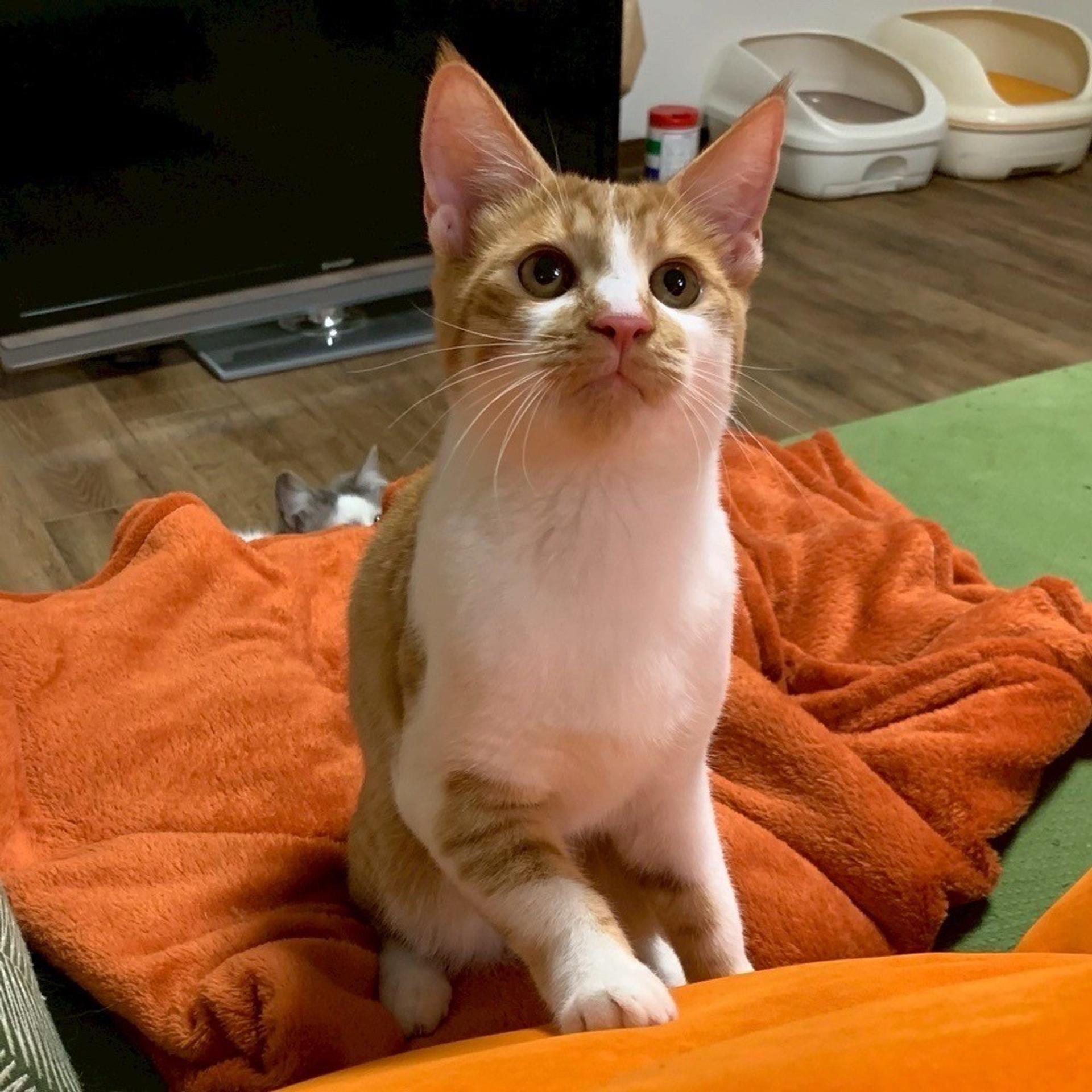 pet-image-4