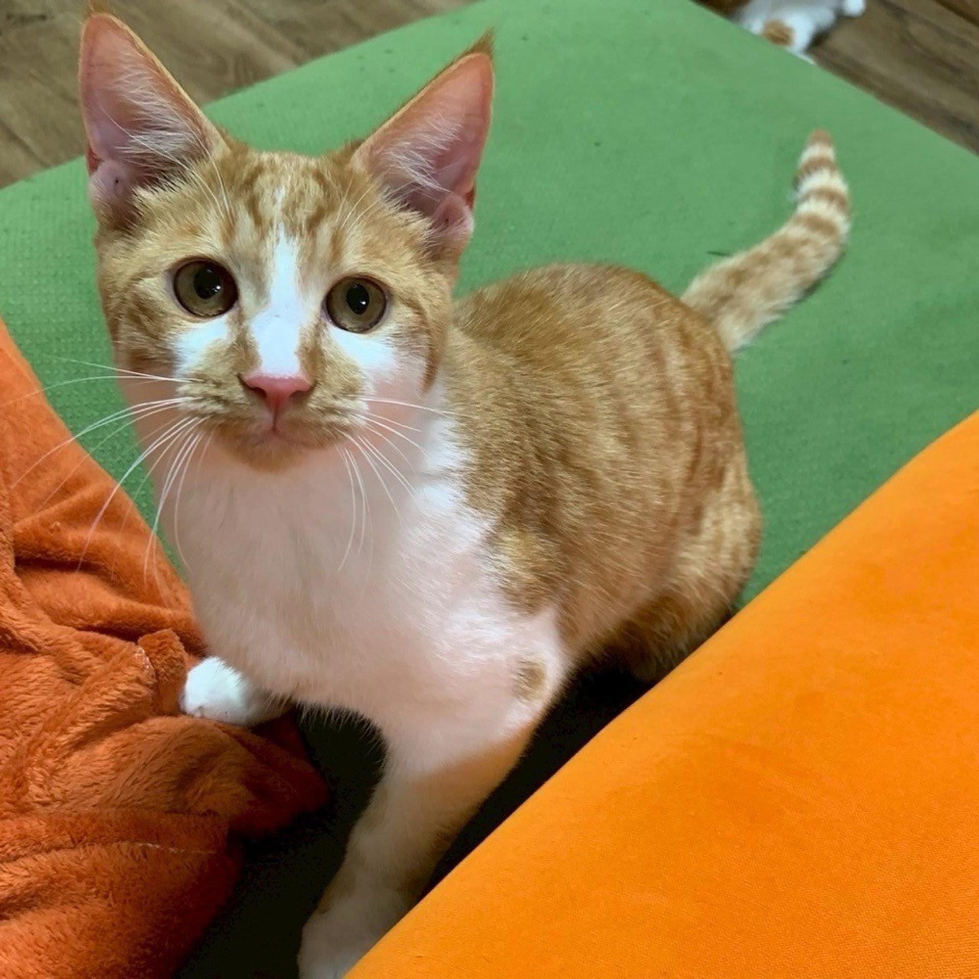 pet-image-6