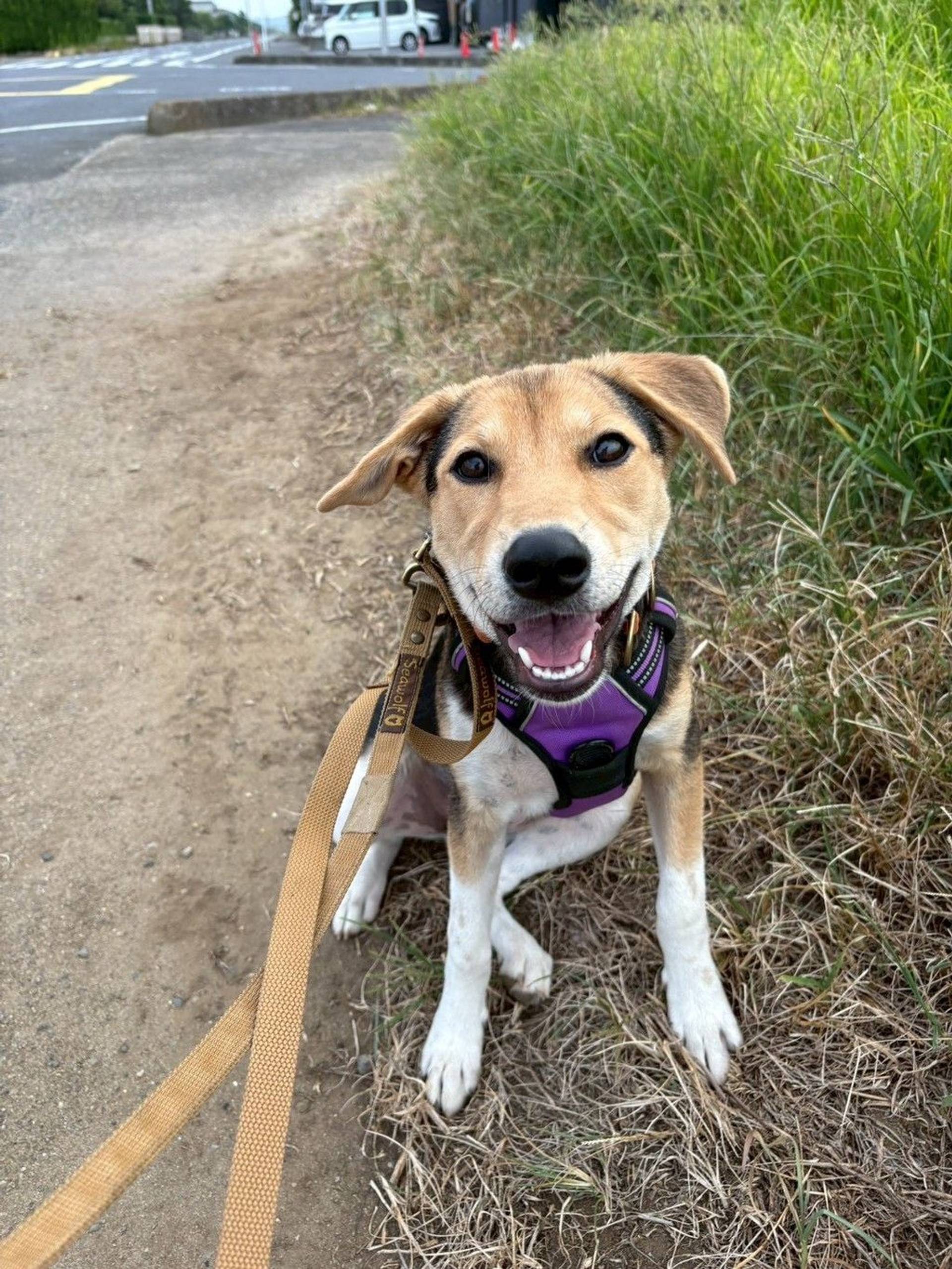 雑種（ミックス犬）・メスの里親募集の写真