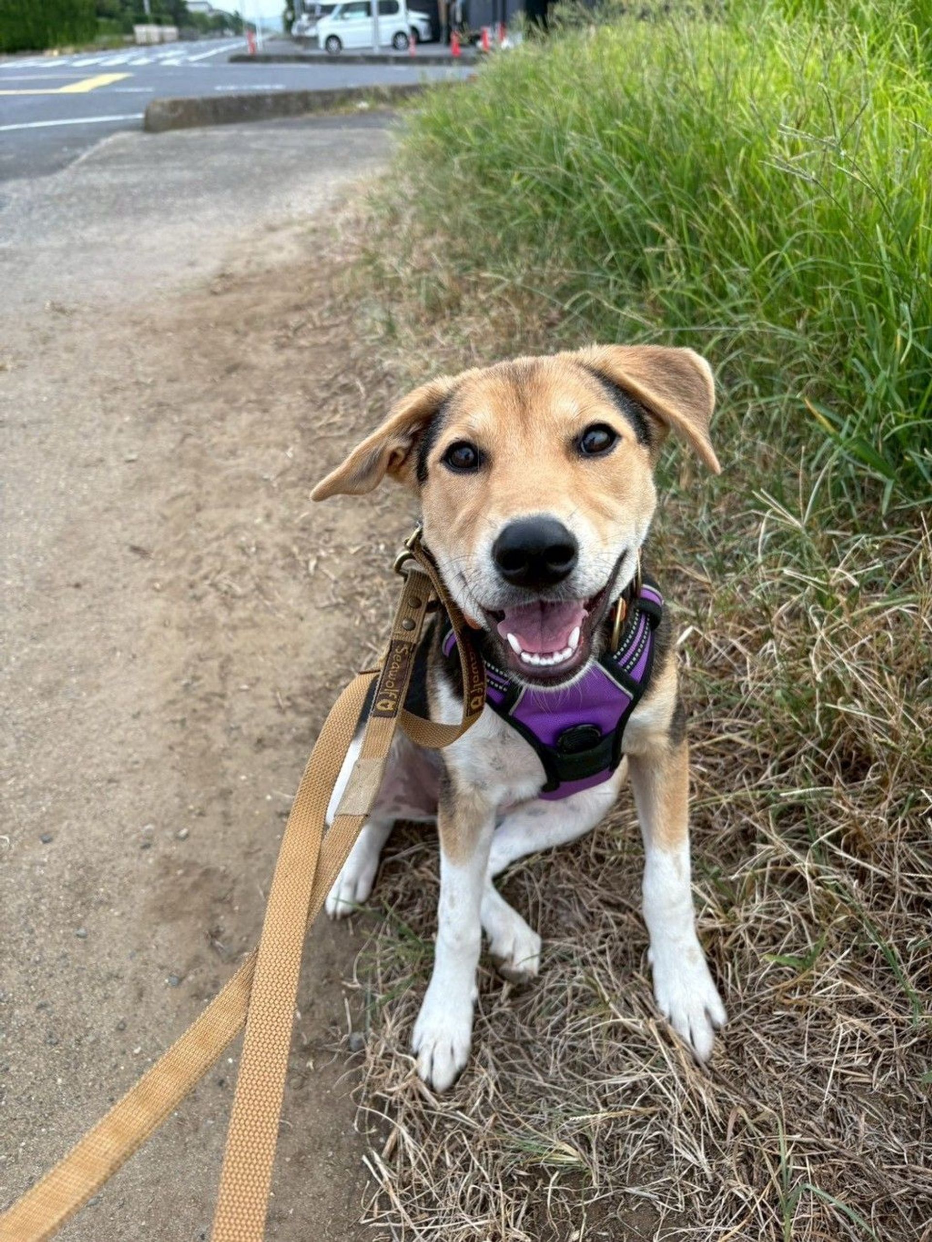 雑種（ミックス犬）・メスの里親募集の写真