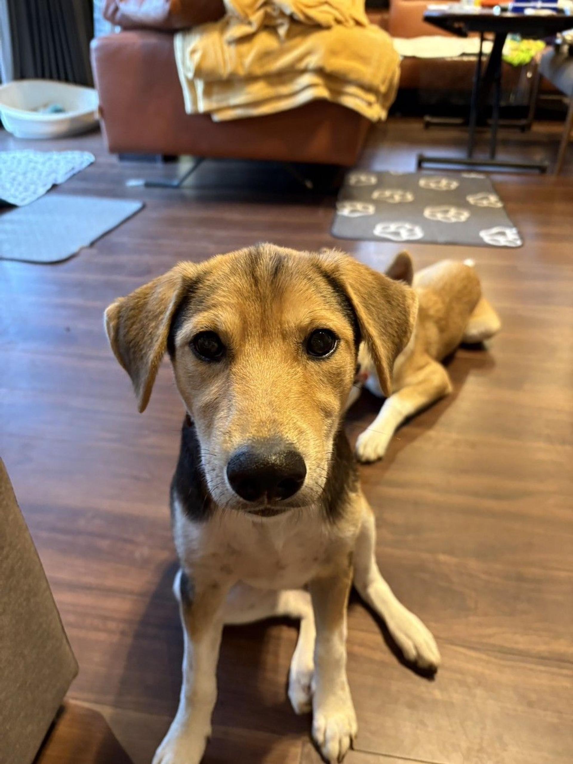 pet-image-2