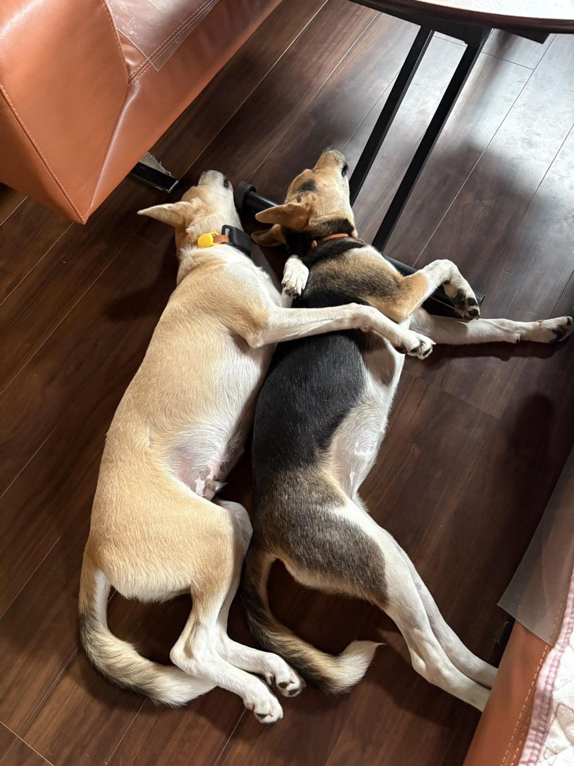 pet-image-6