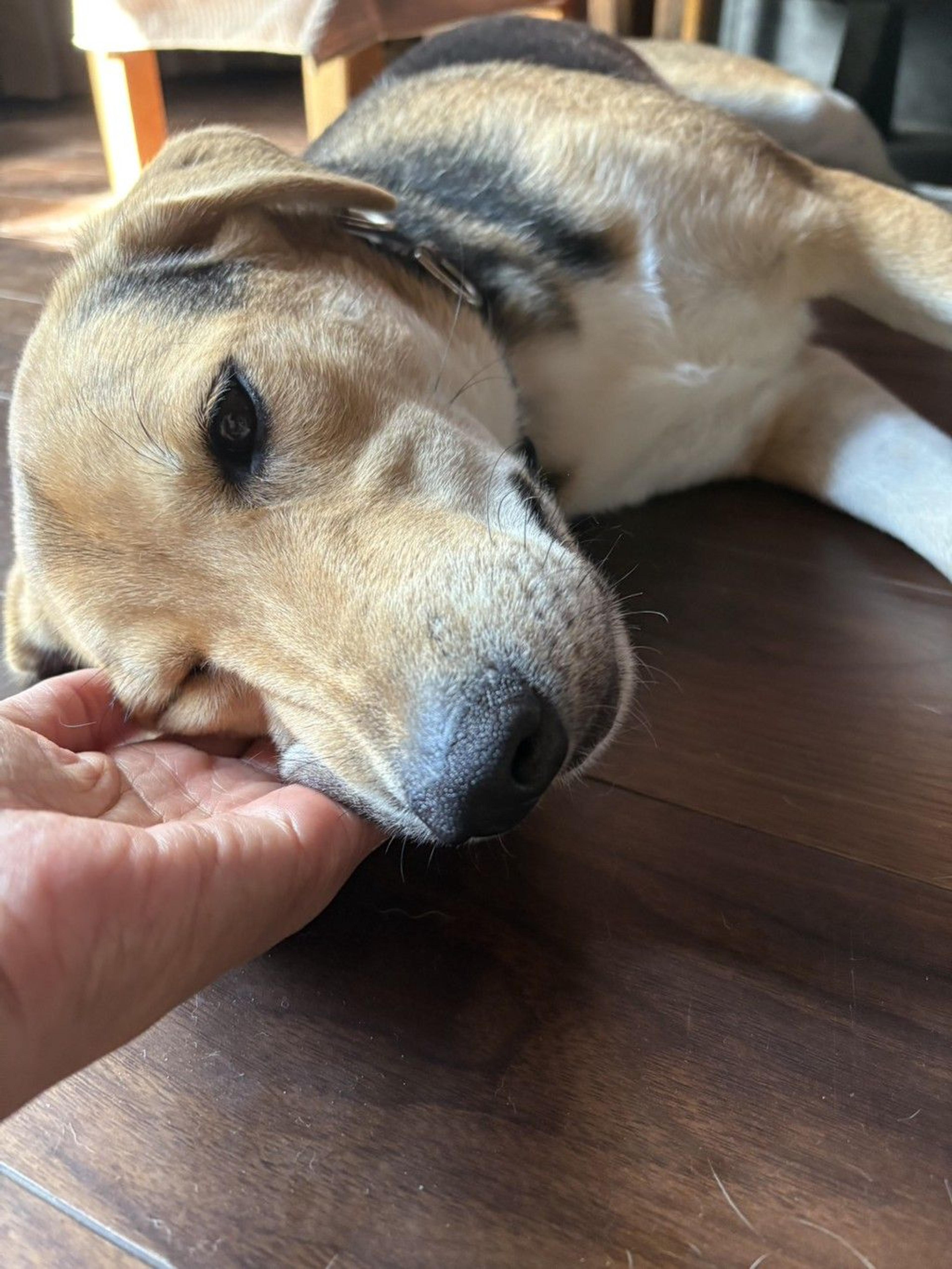 pet-image-4