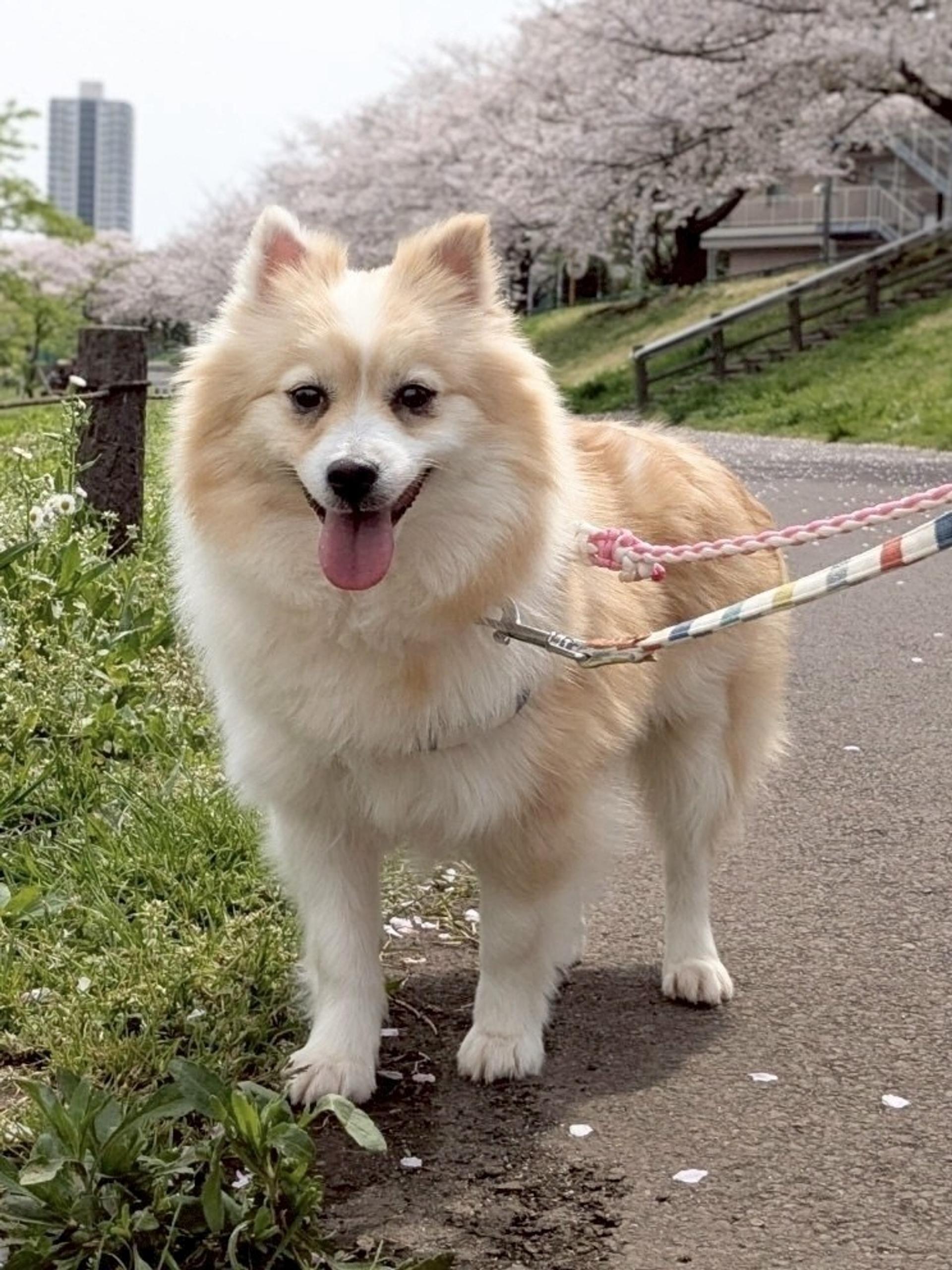pet-image-2