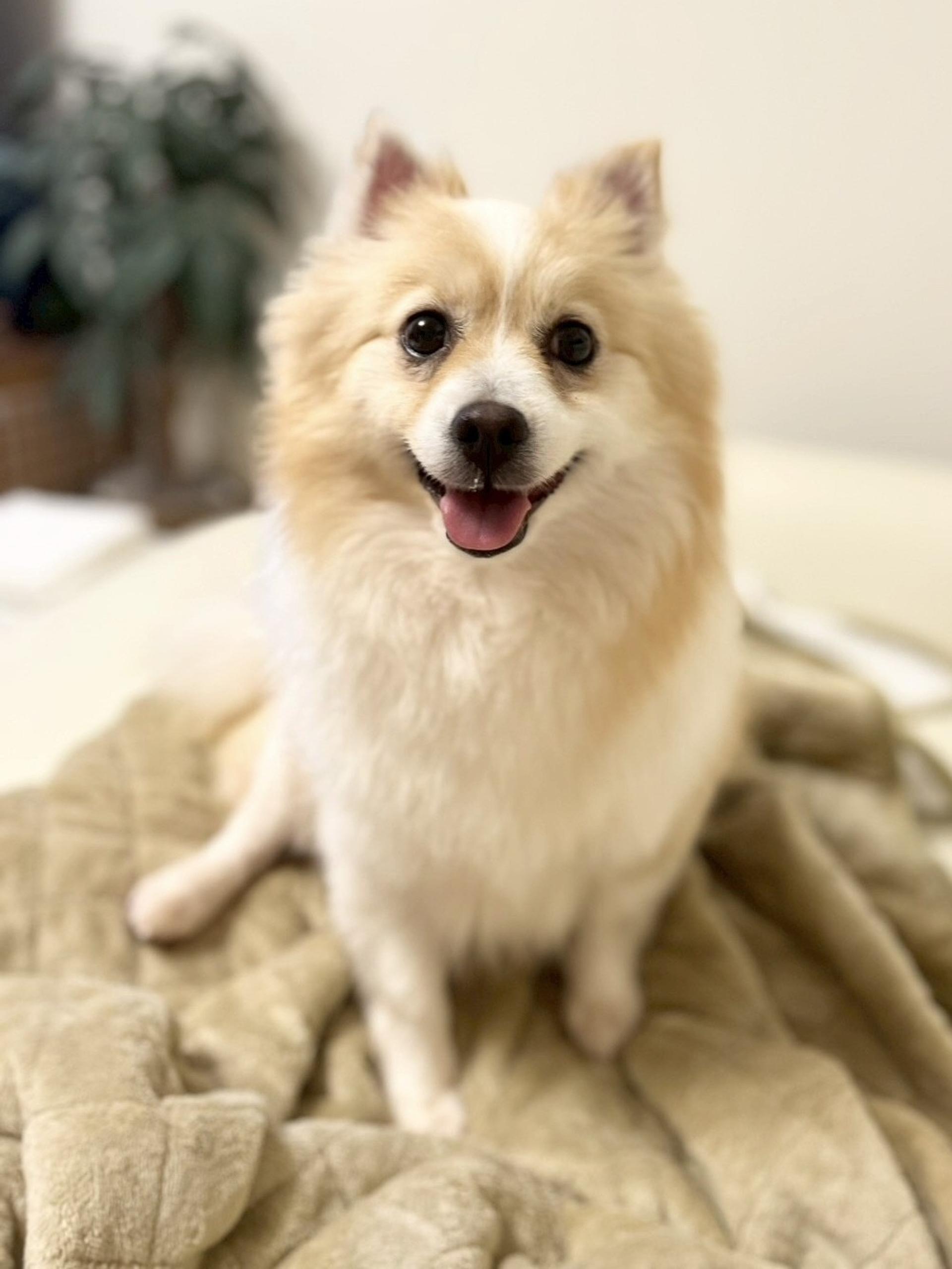 pet-image-3
