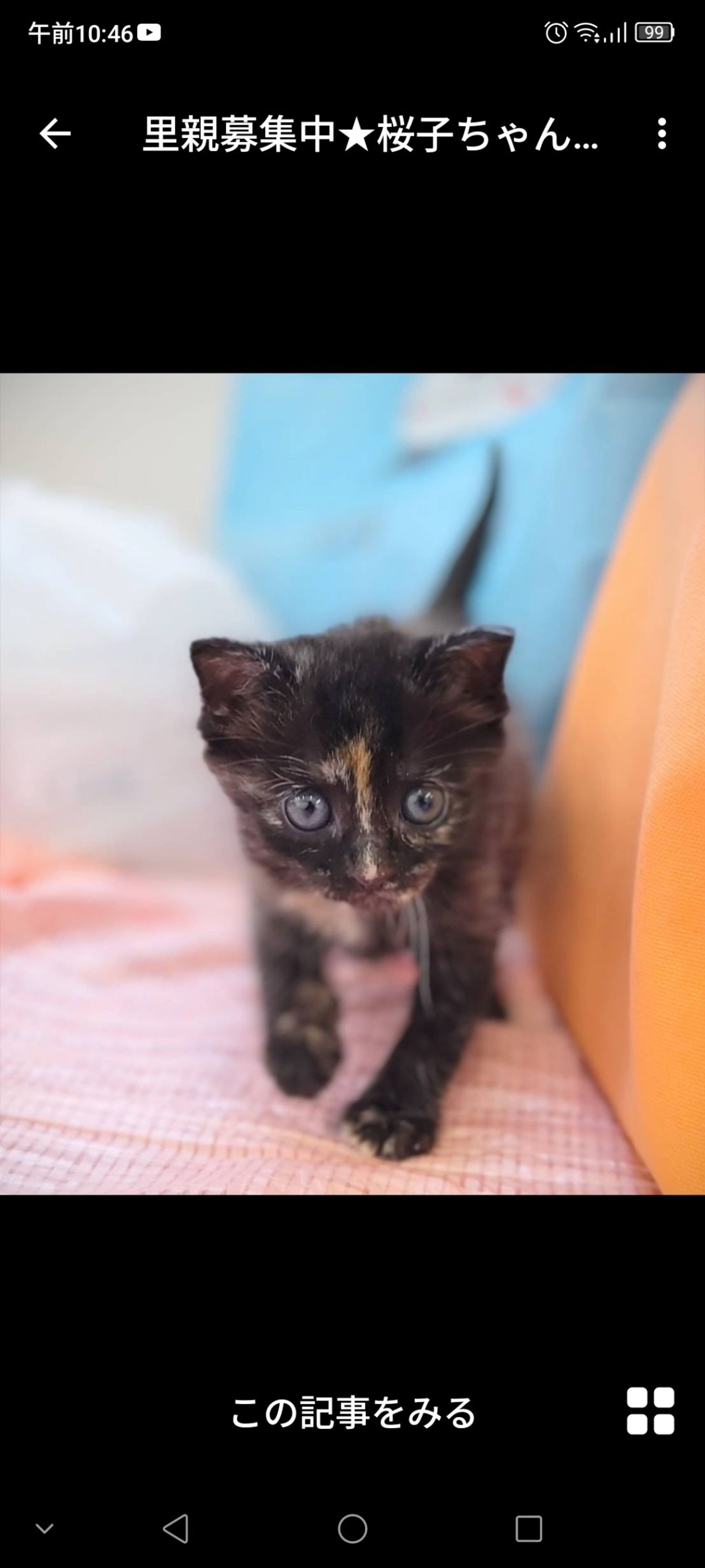 雑種（ミックス猫）・メスの里親募集の写真