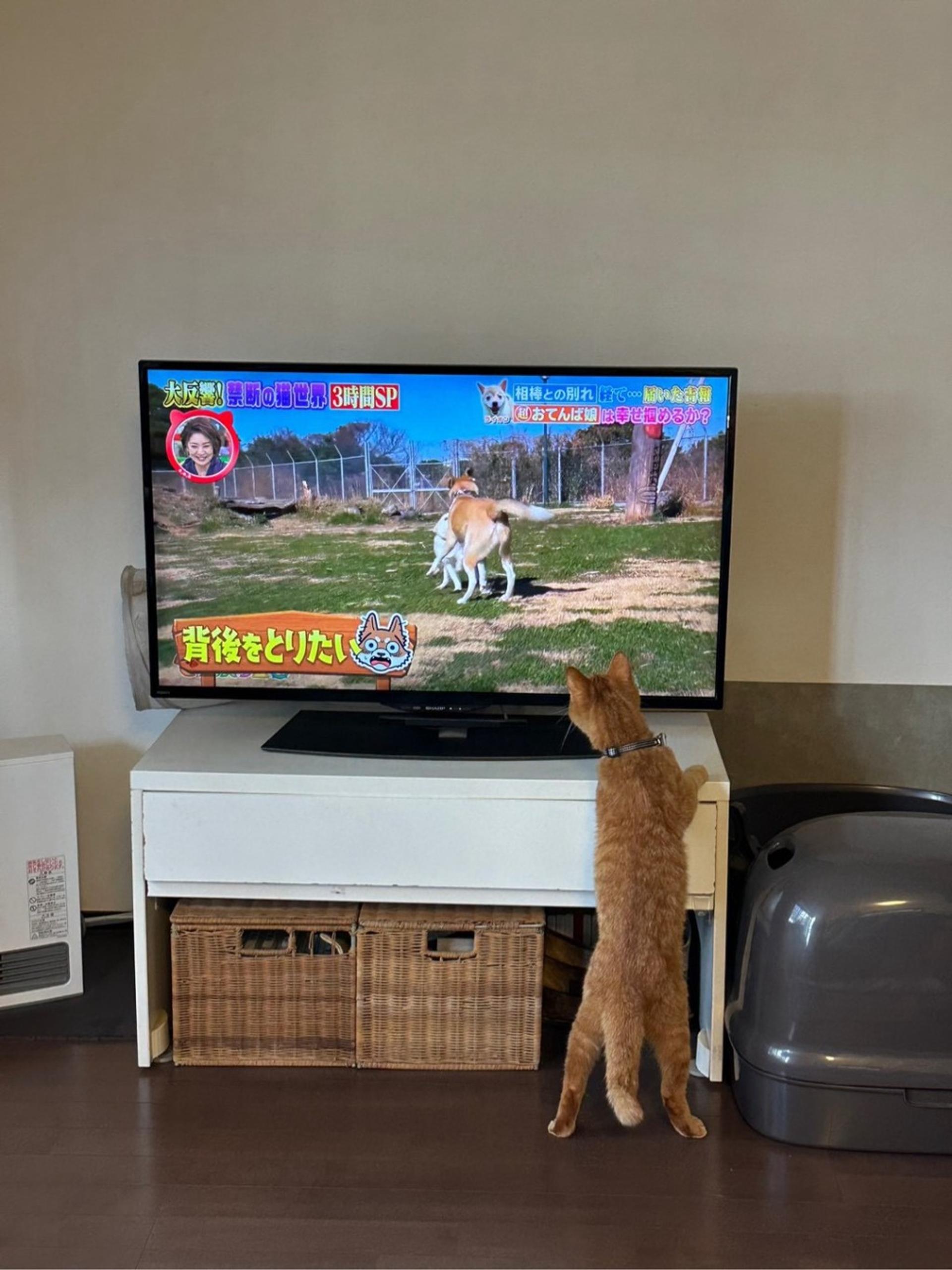 pet-image-5