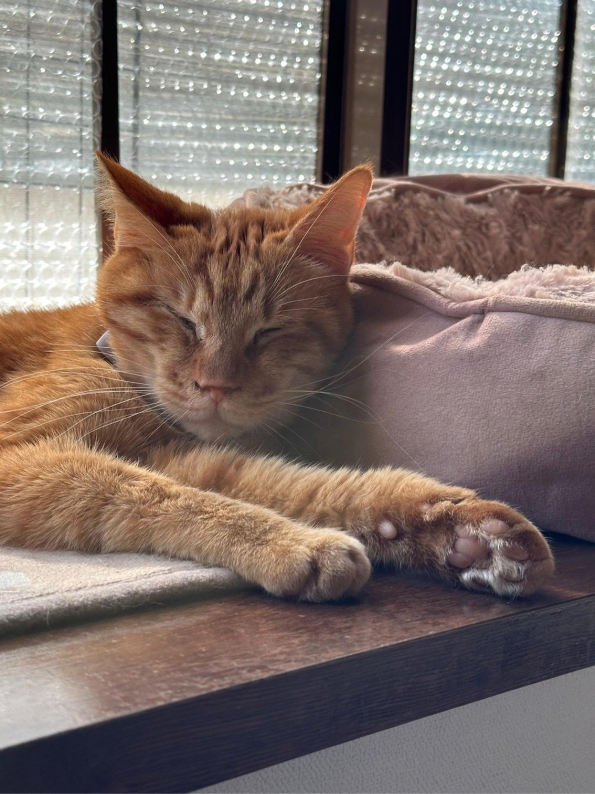 pet-image-7