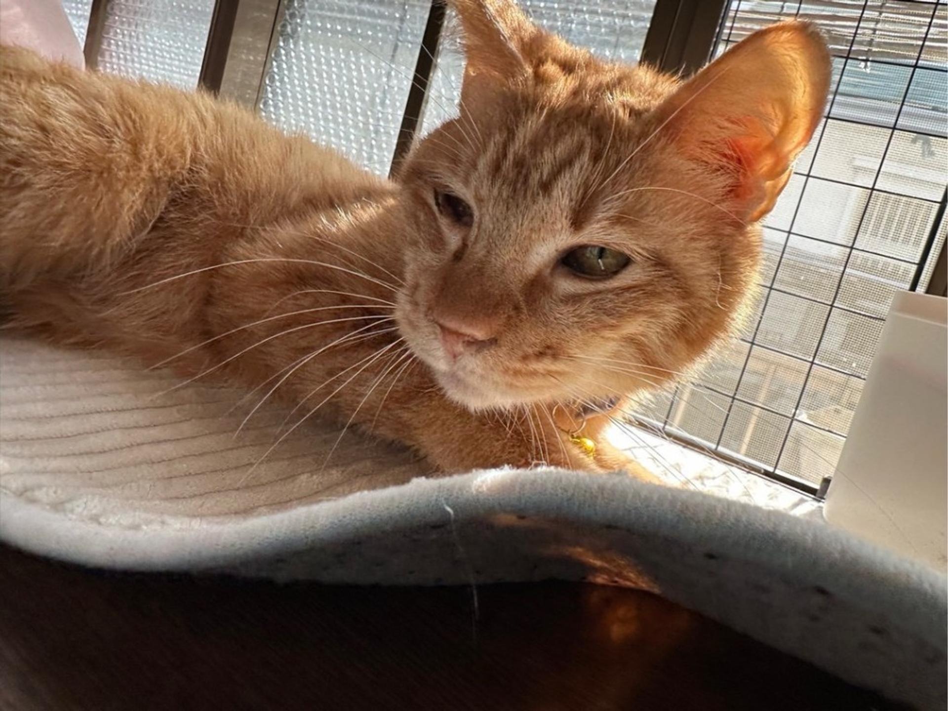 pet-image-2