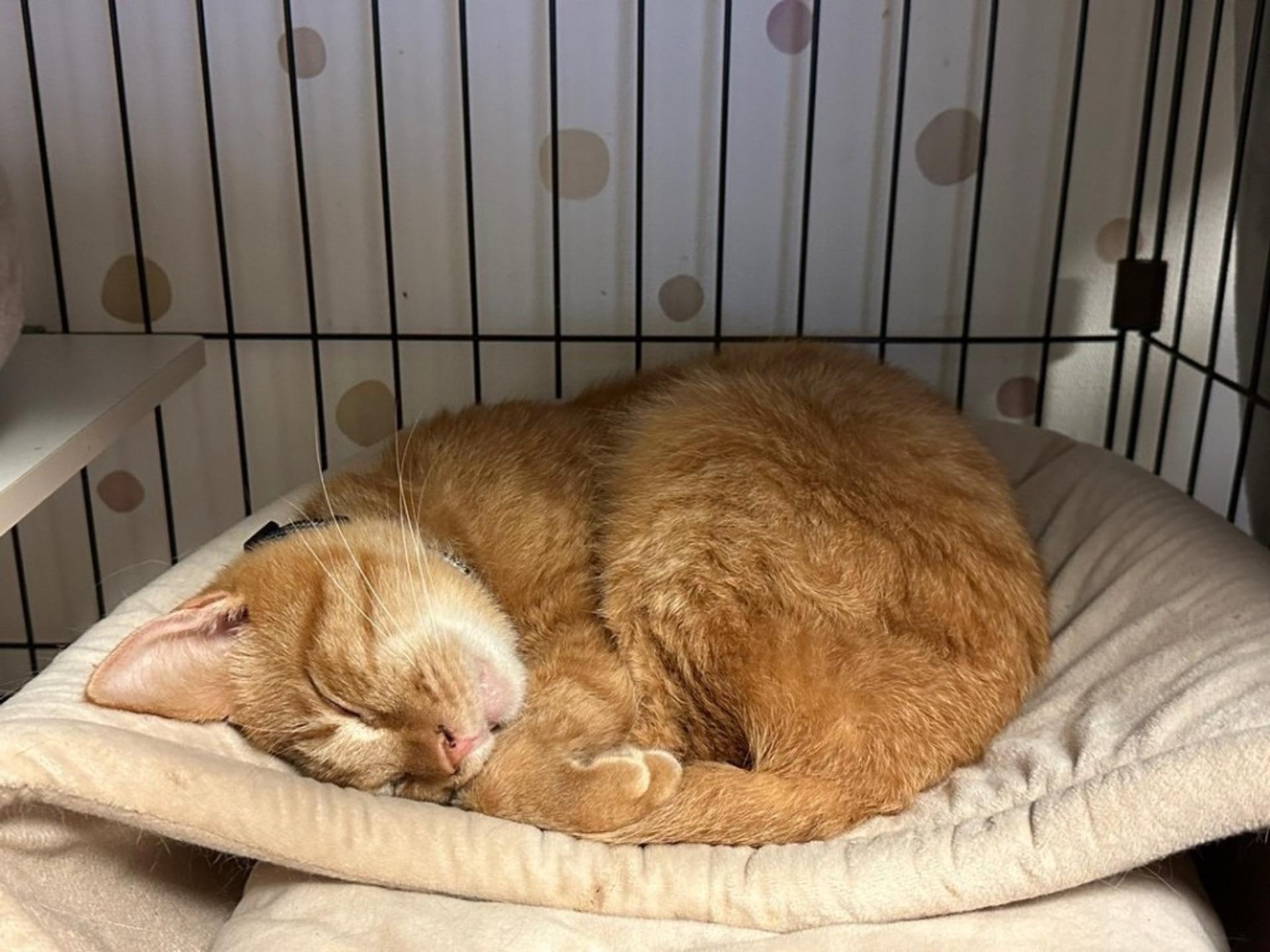 pet-image-4