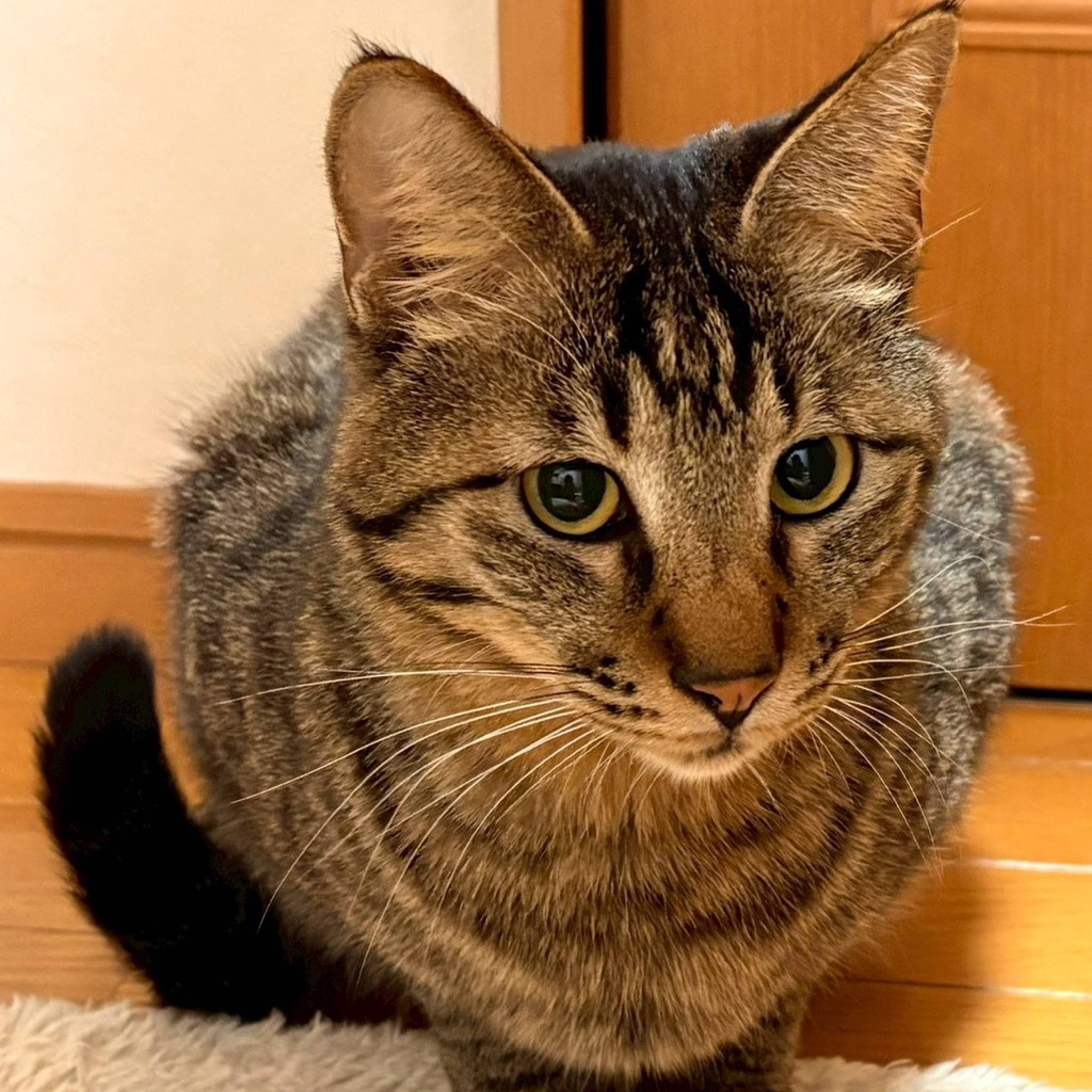 雑種（ミックス猫）・オスの里親募集の写真