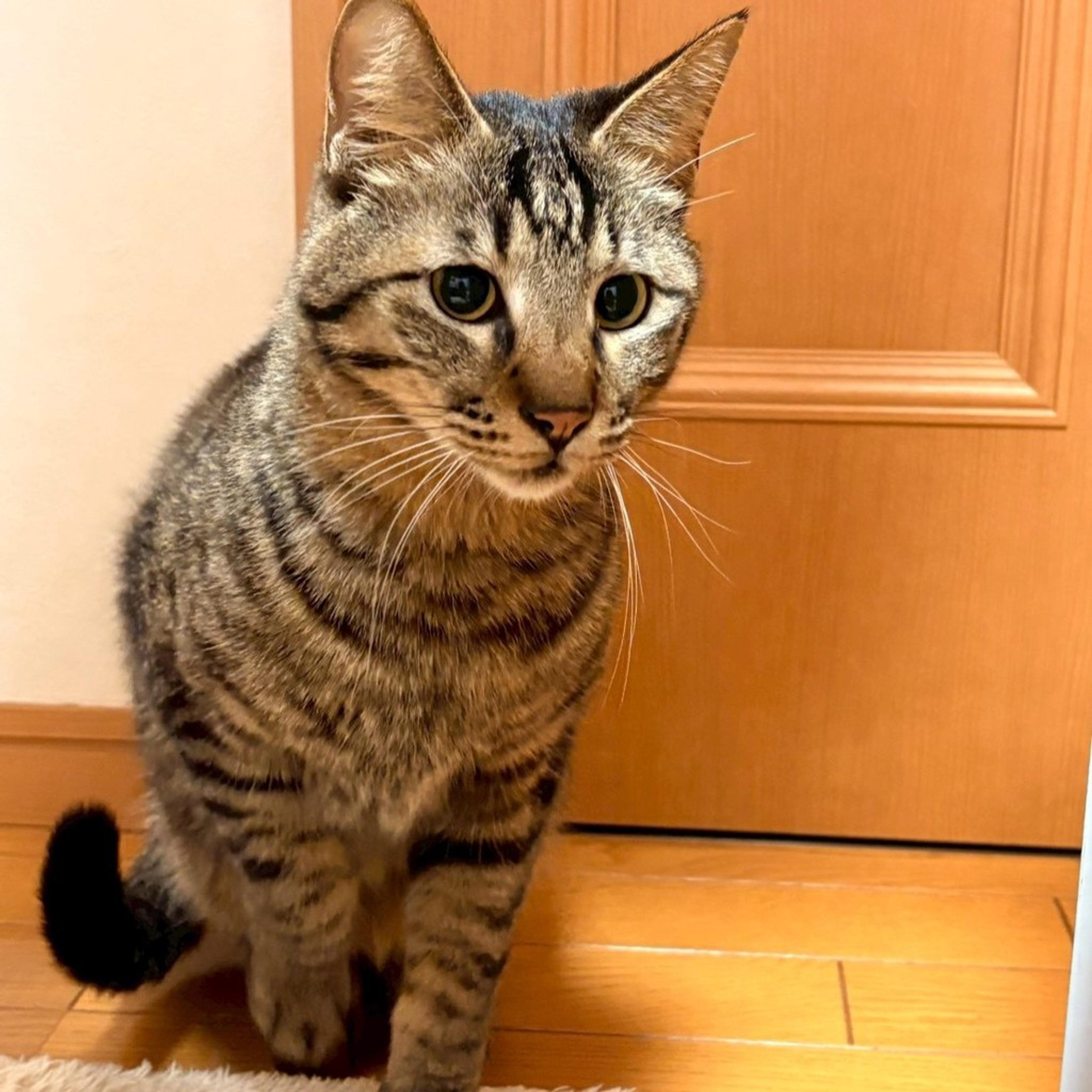 pet-image-2