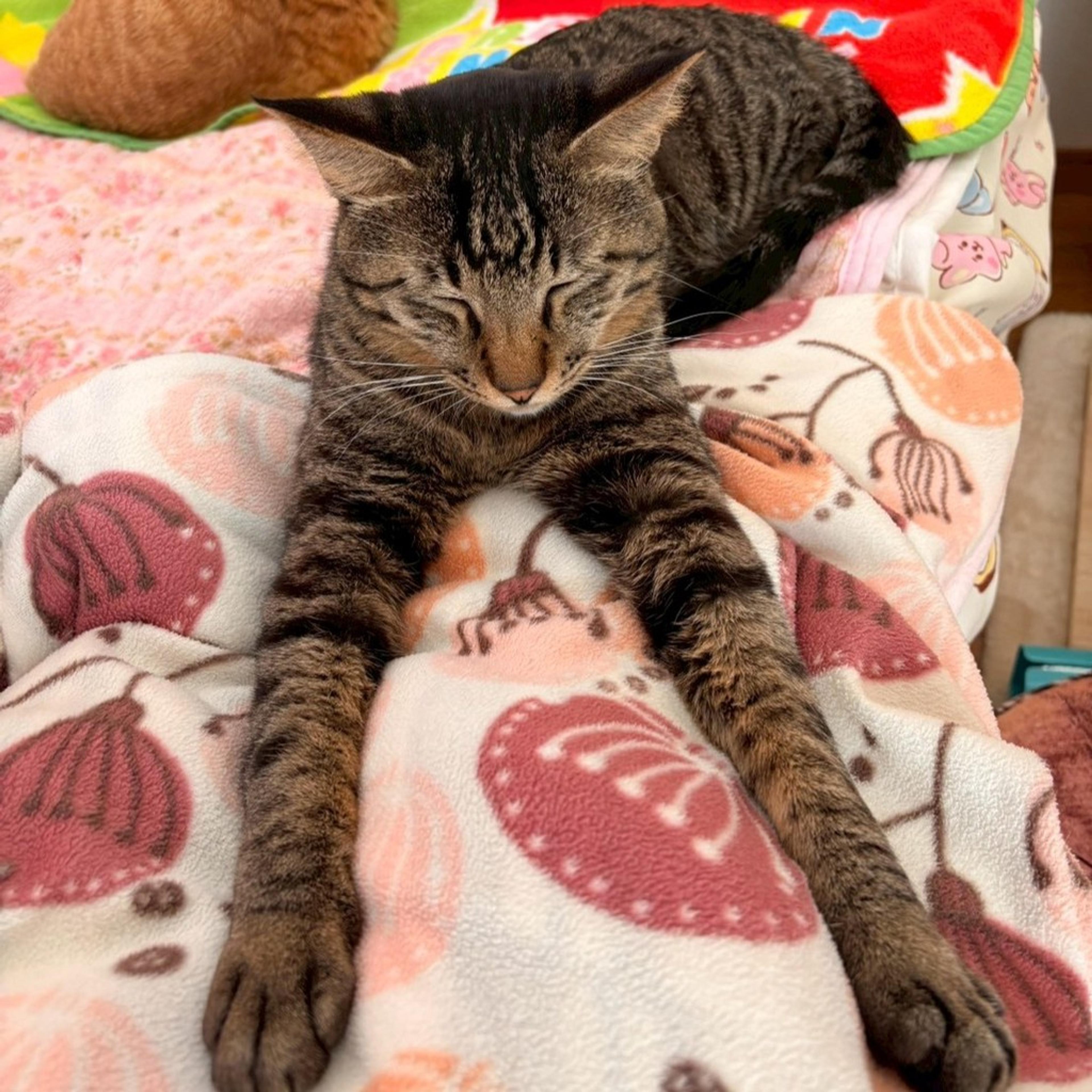 pet-image-4