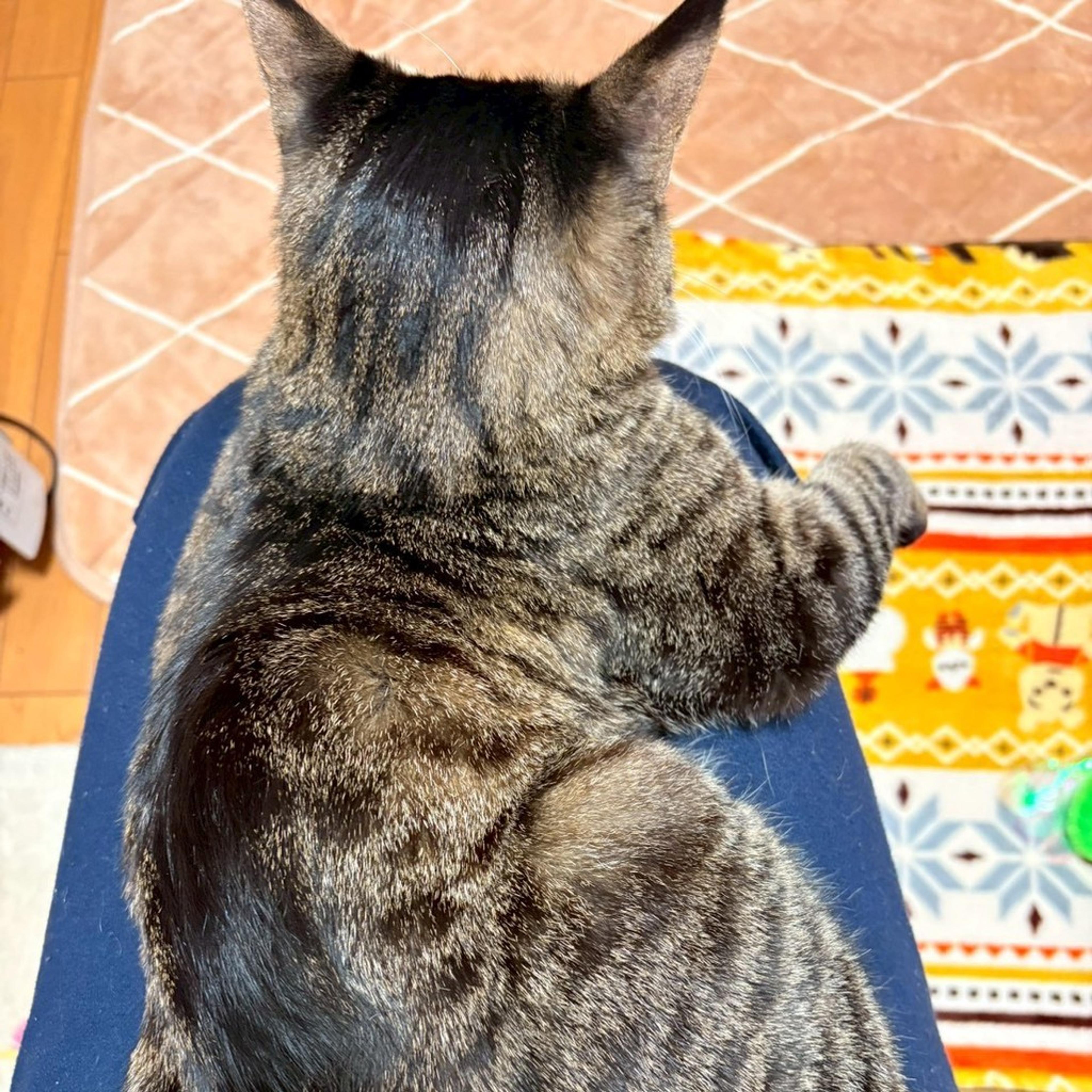 pet-image-5