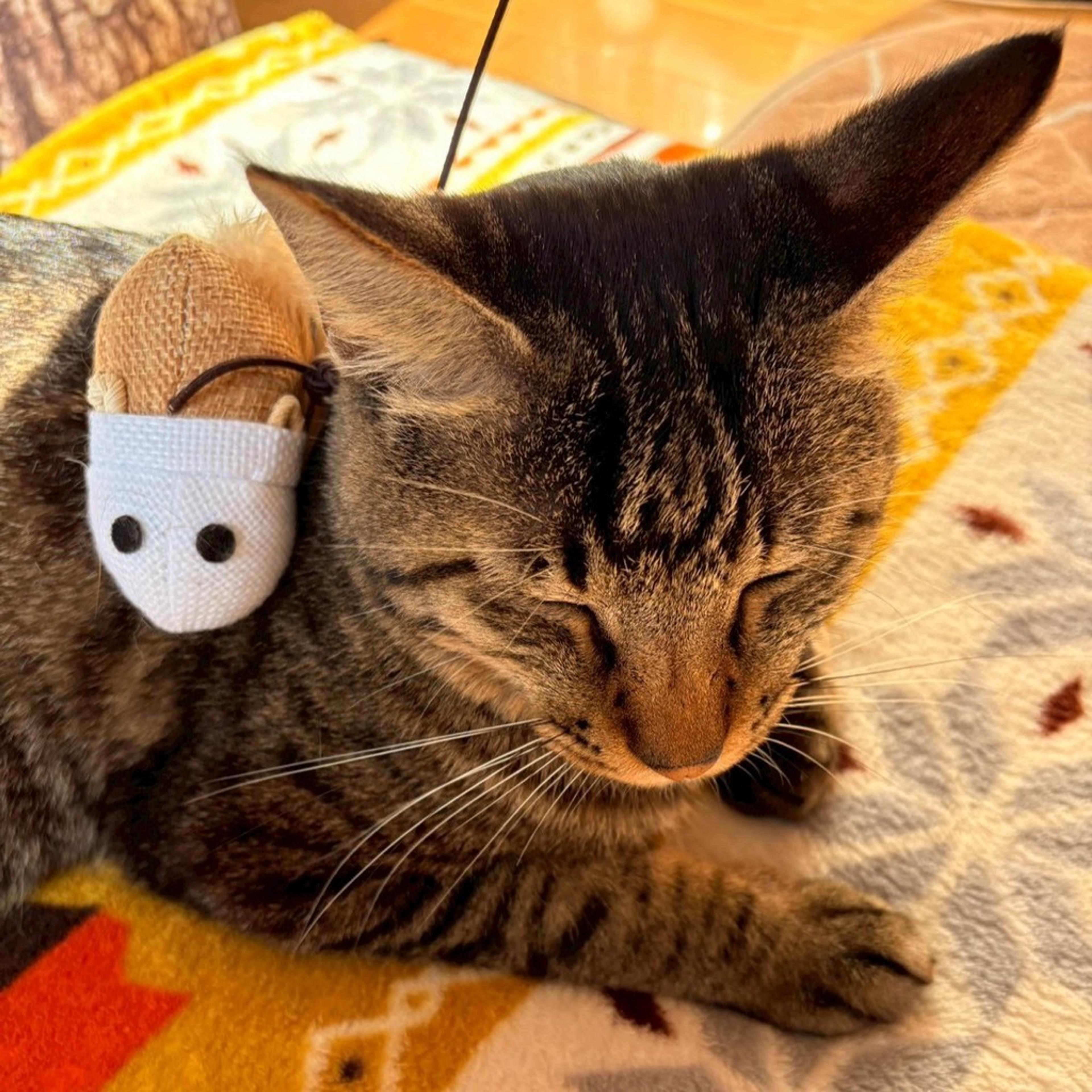 pet-image-7