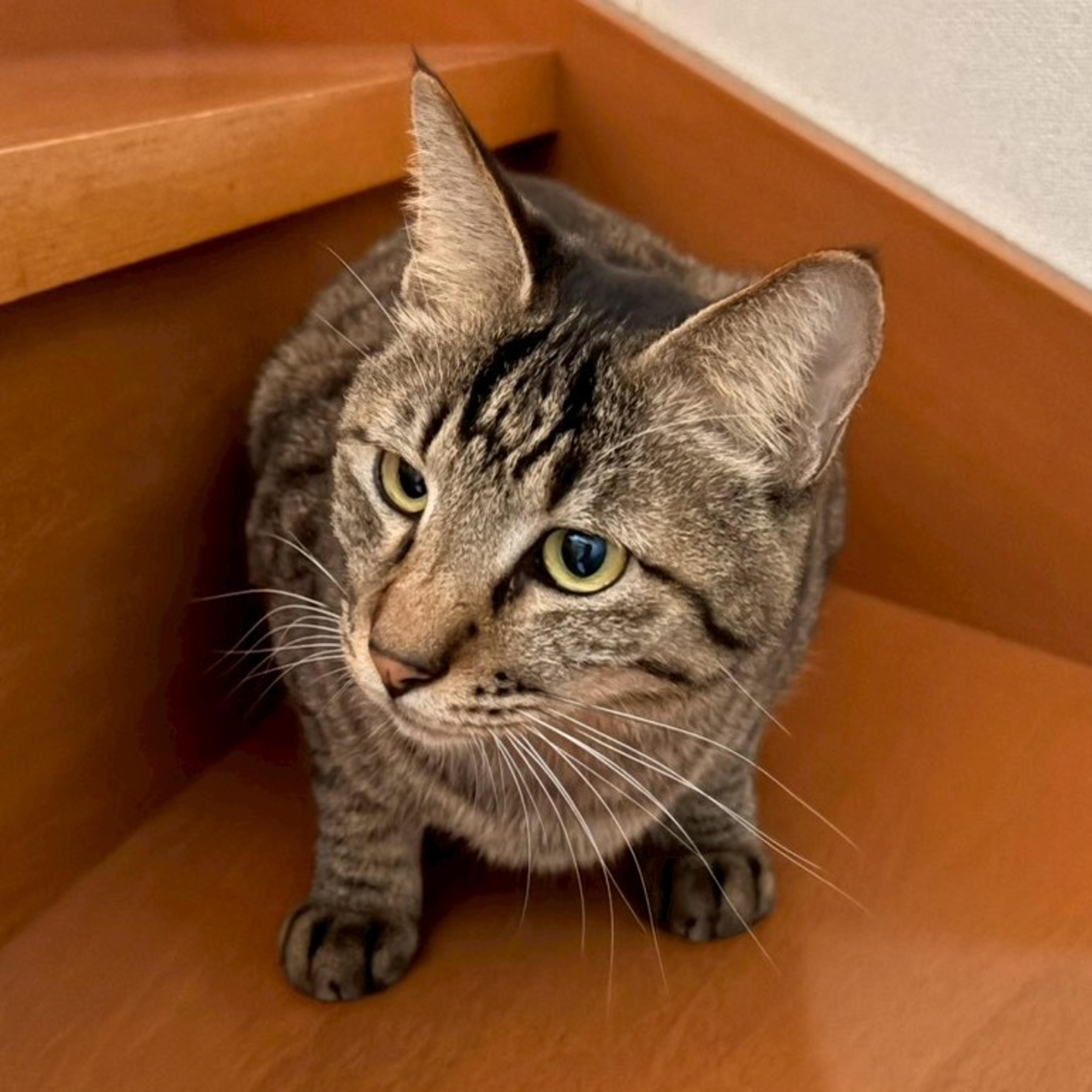 pet-image-8