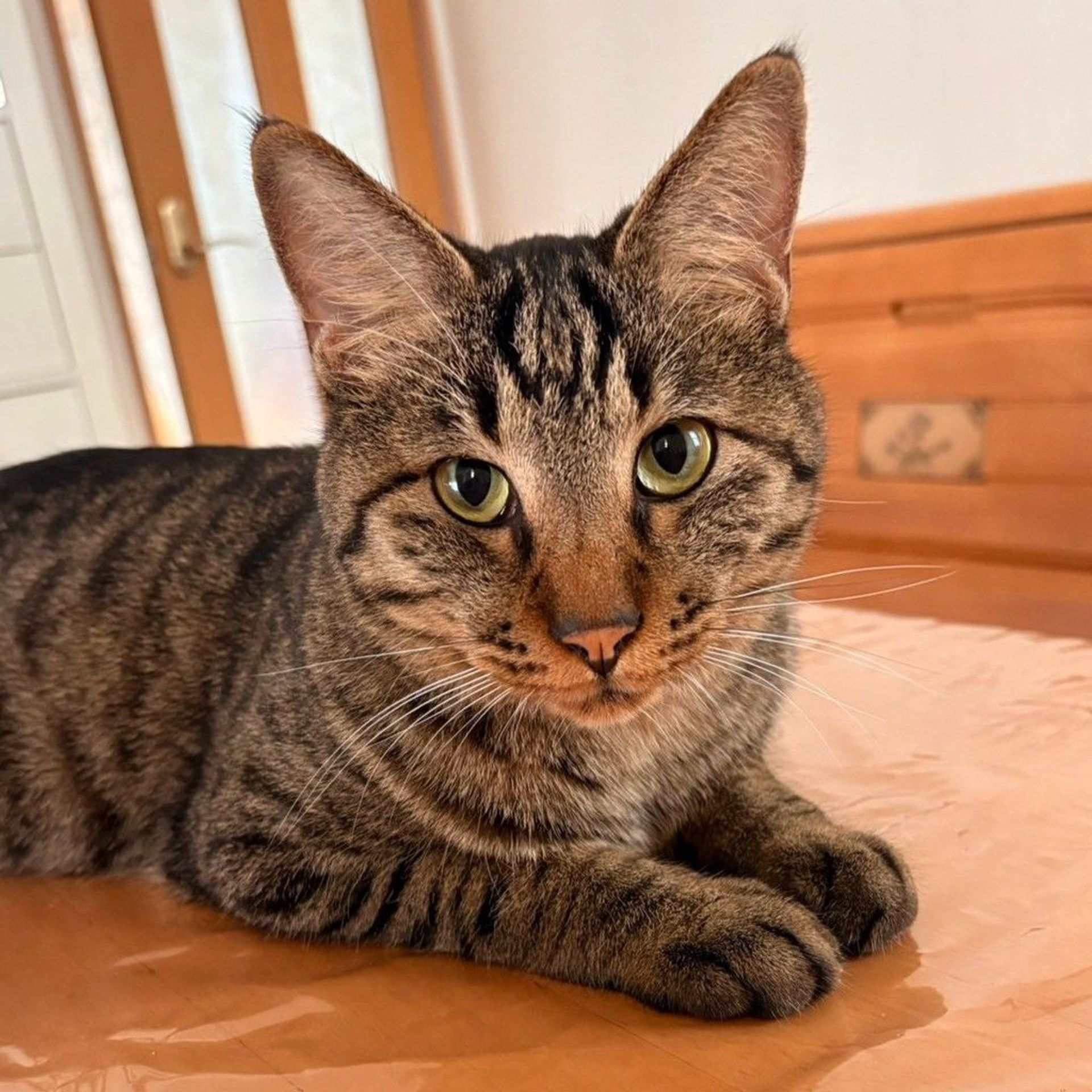 雑種（ミックス猫）・オスの里親募集の写真