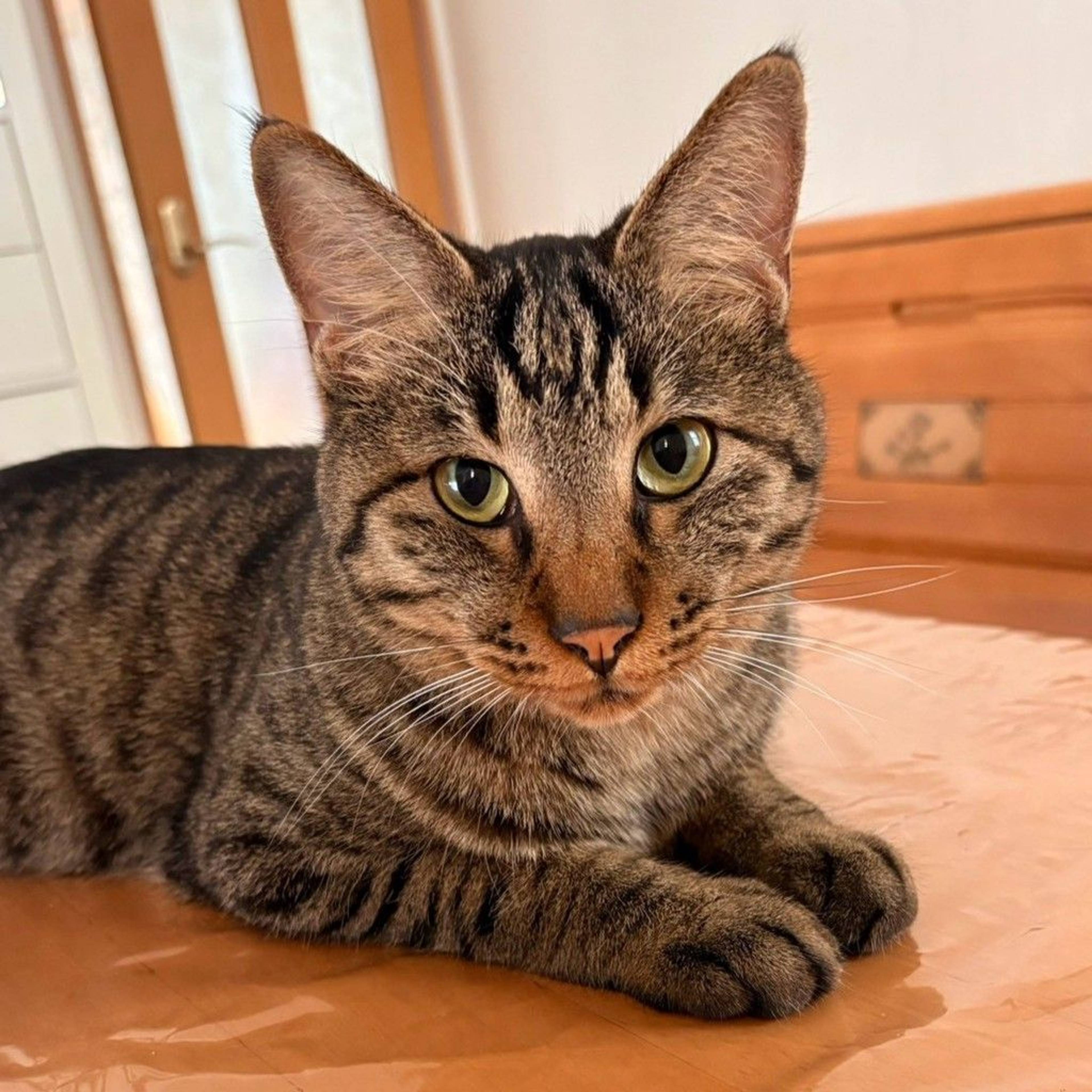 雑種（ミックス猫）・オスの里親募集の写真