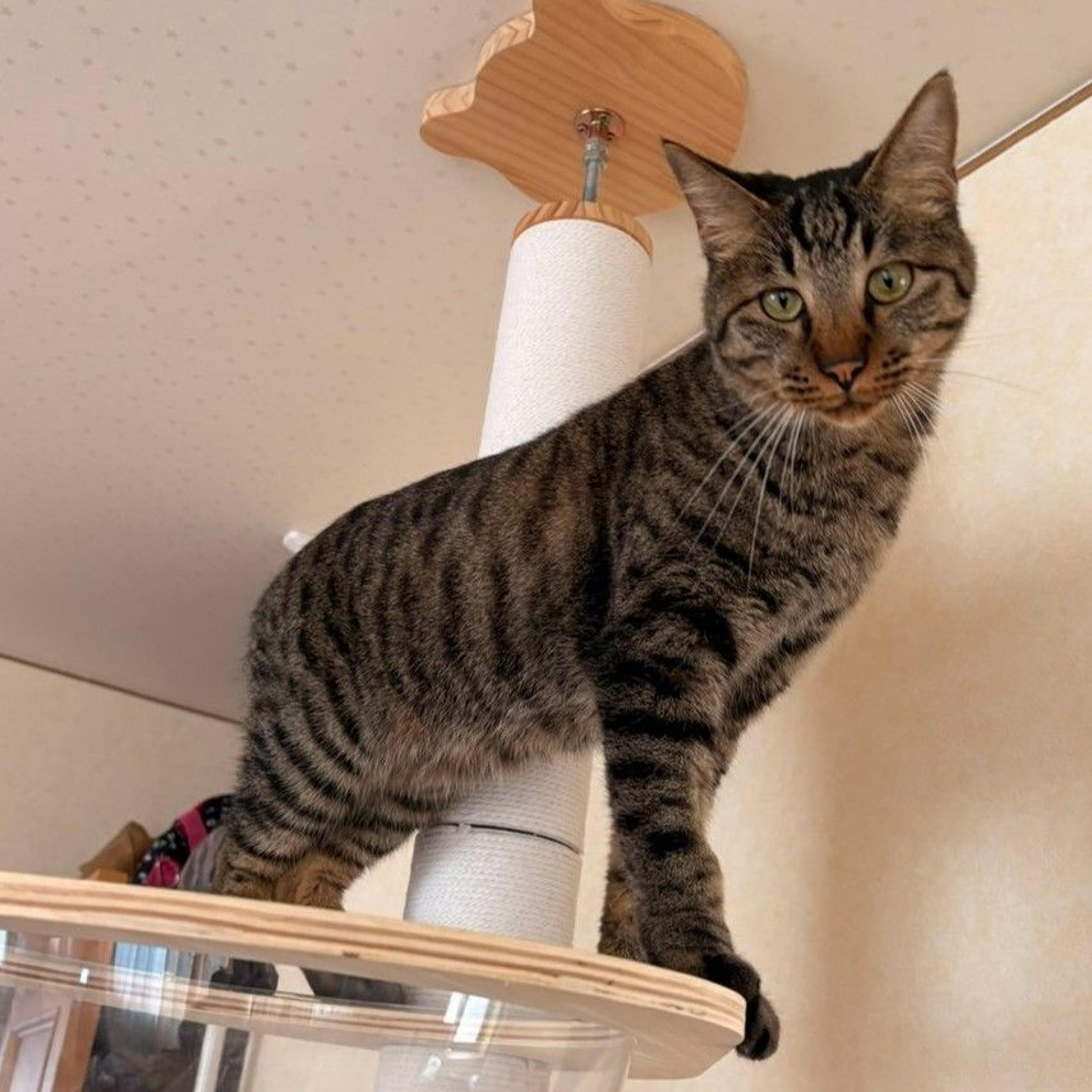 pet-image-6