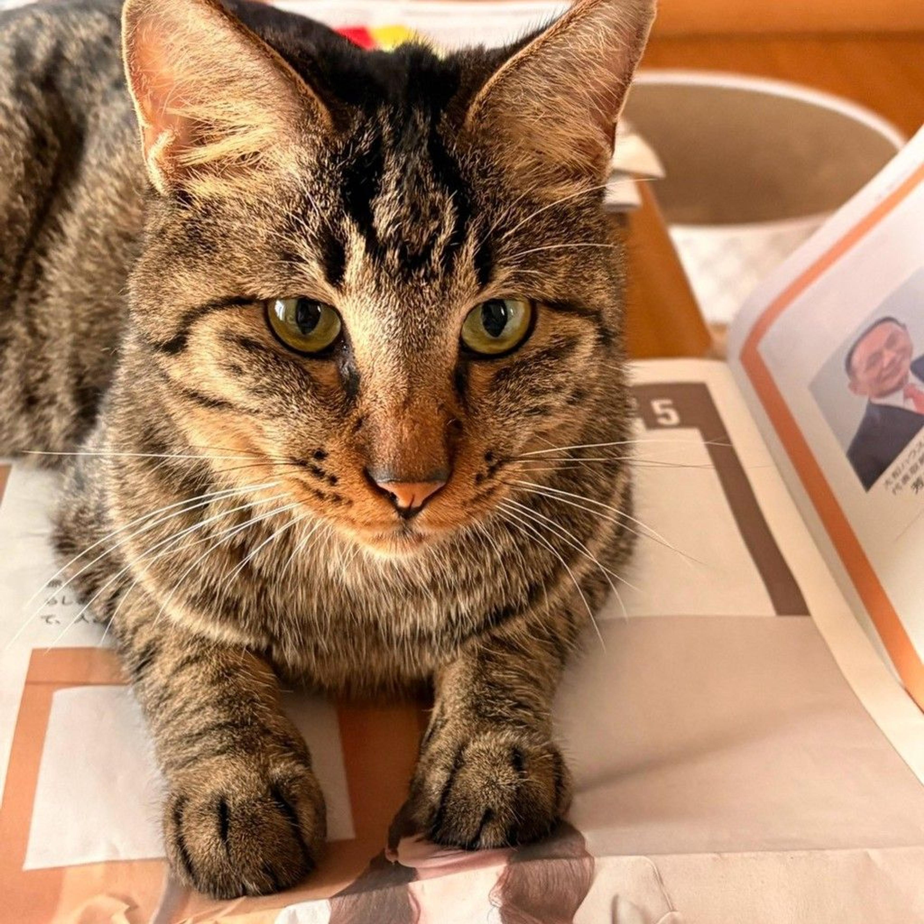 pet-image-7