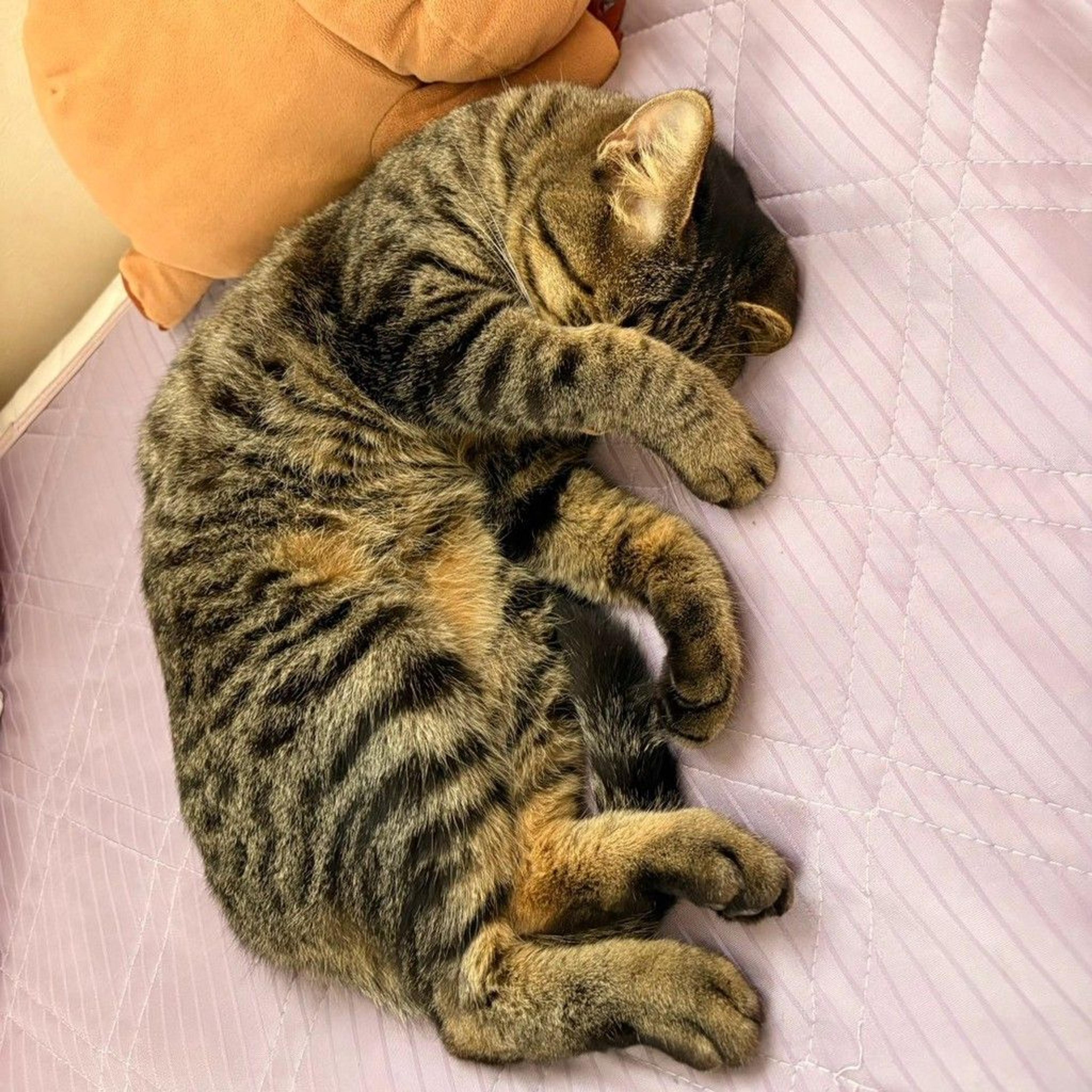 pet-image-8