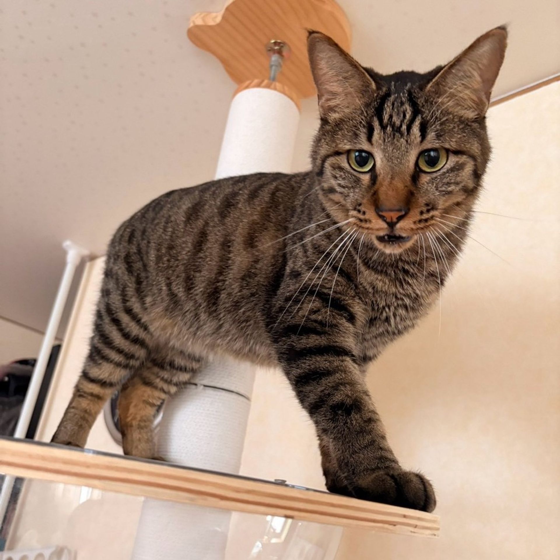 雑種（ミックス猫）・オスの里親募集の写真