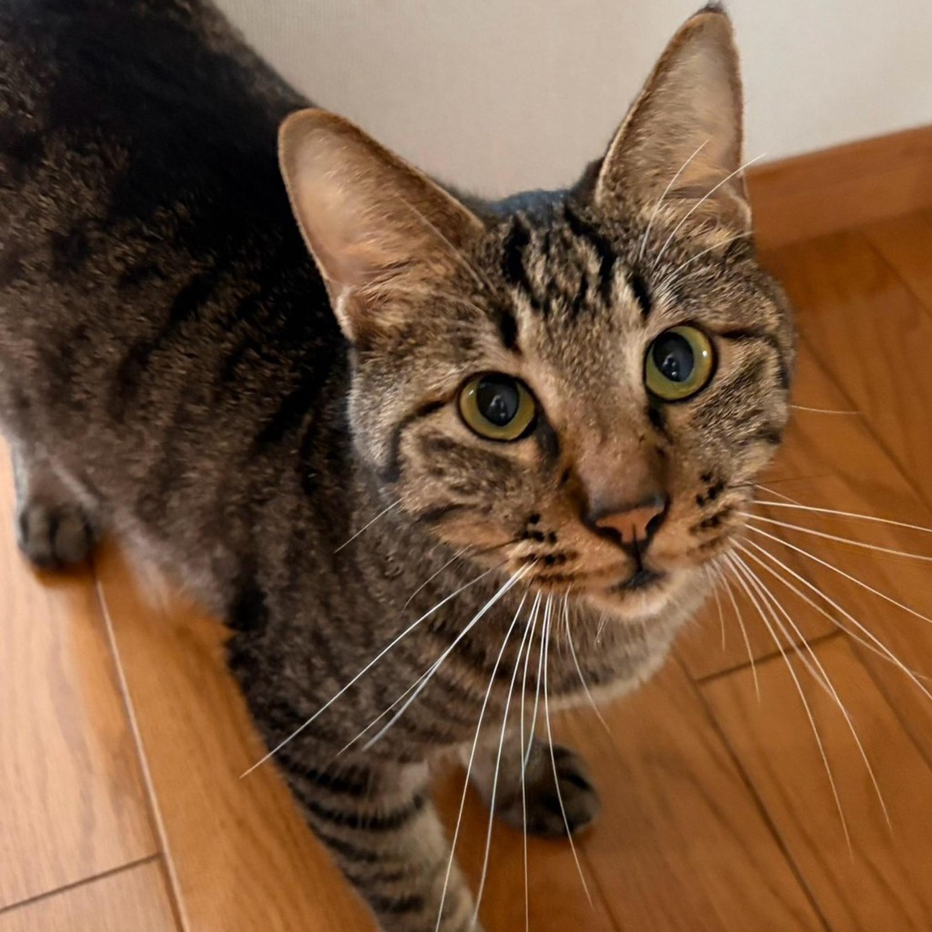 pet-image-2