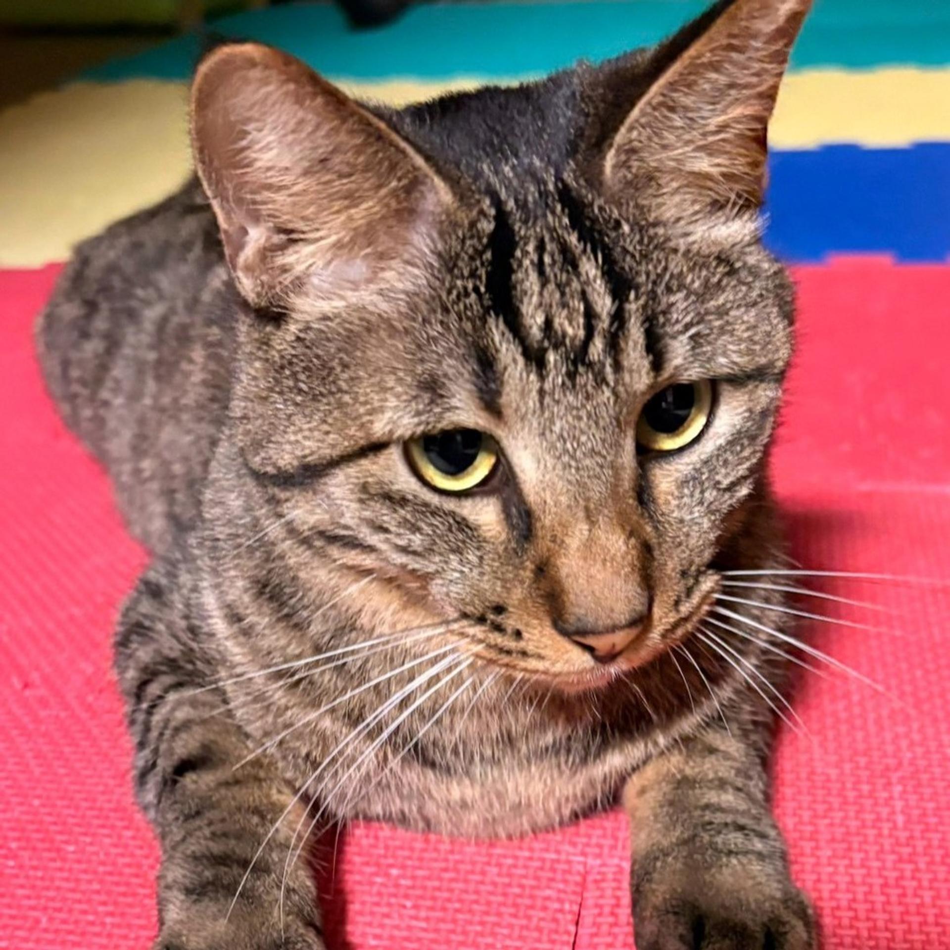 pet-image-3