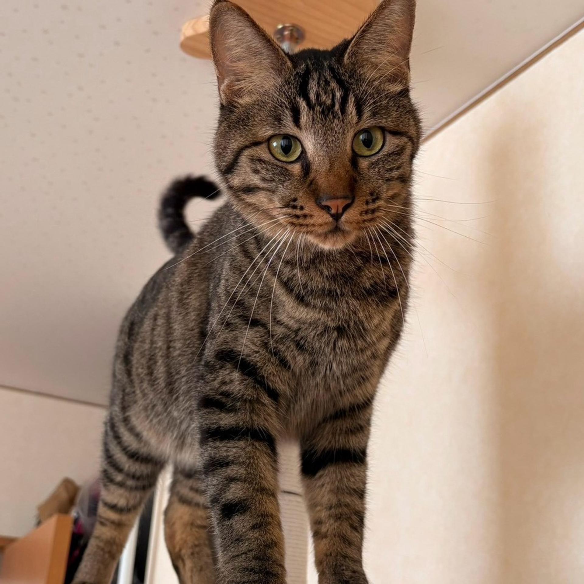 pet-image-4