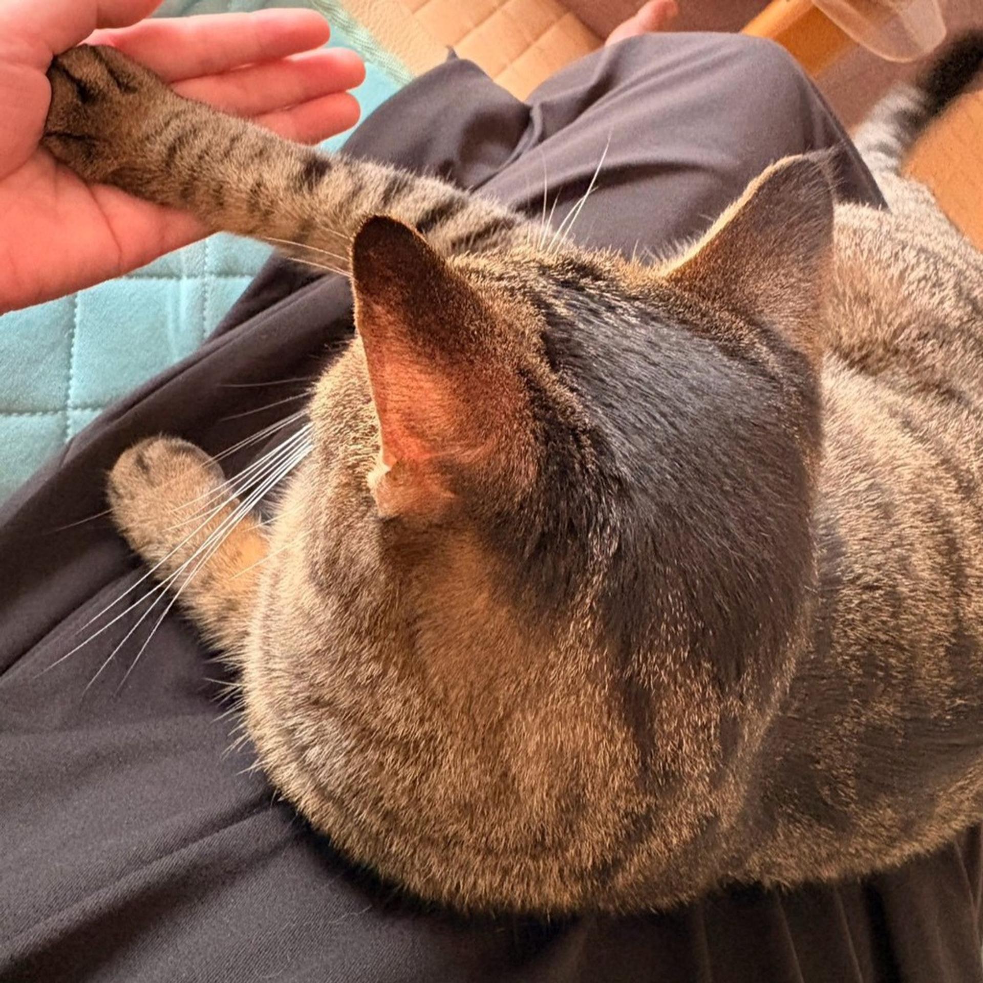 pet-image-5