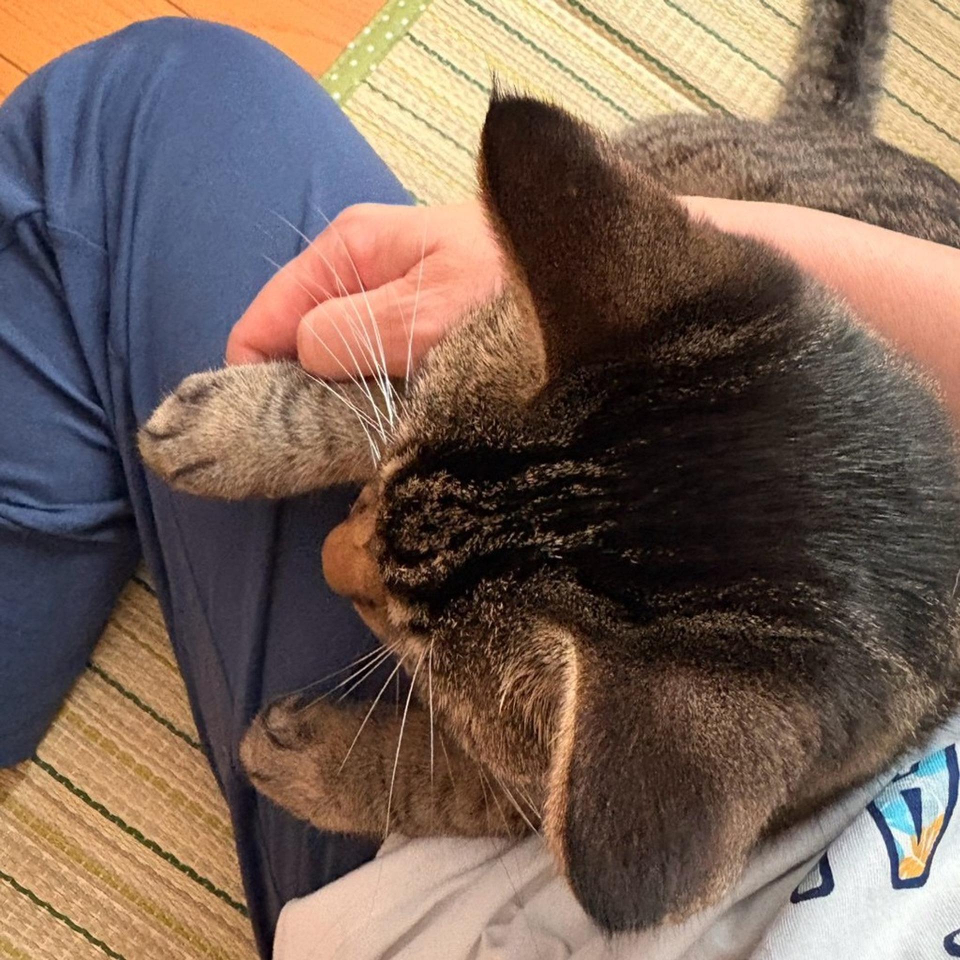 pet-image-8