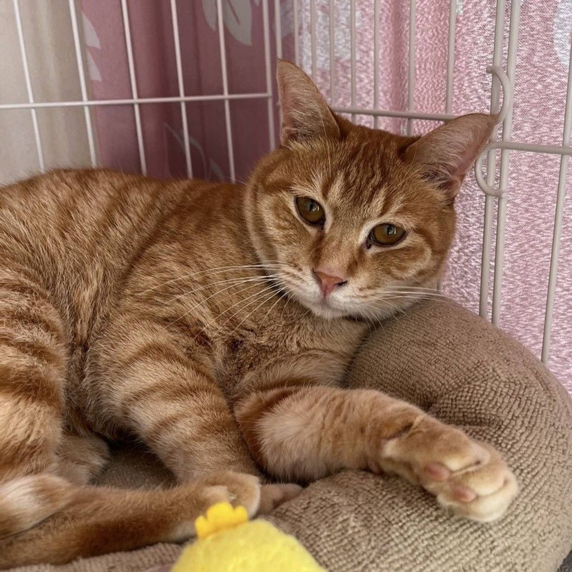 雑種（ミックス猫）・メスの里親募集の写真