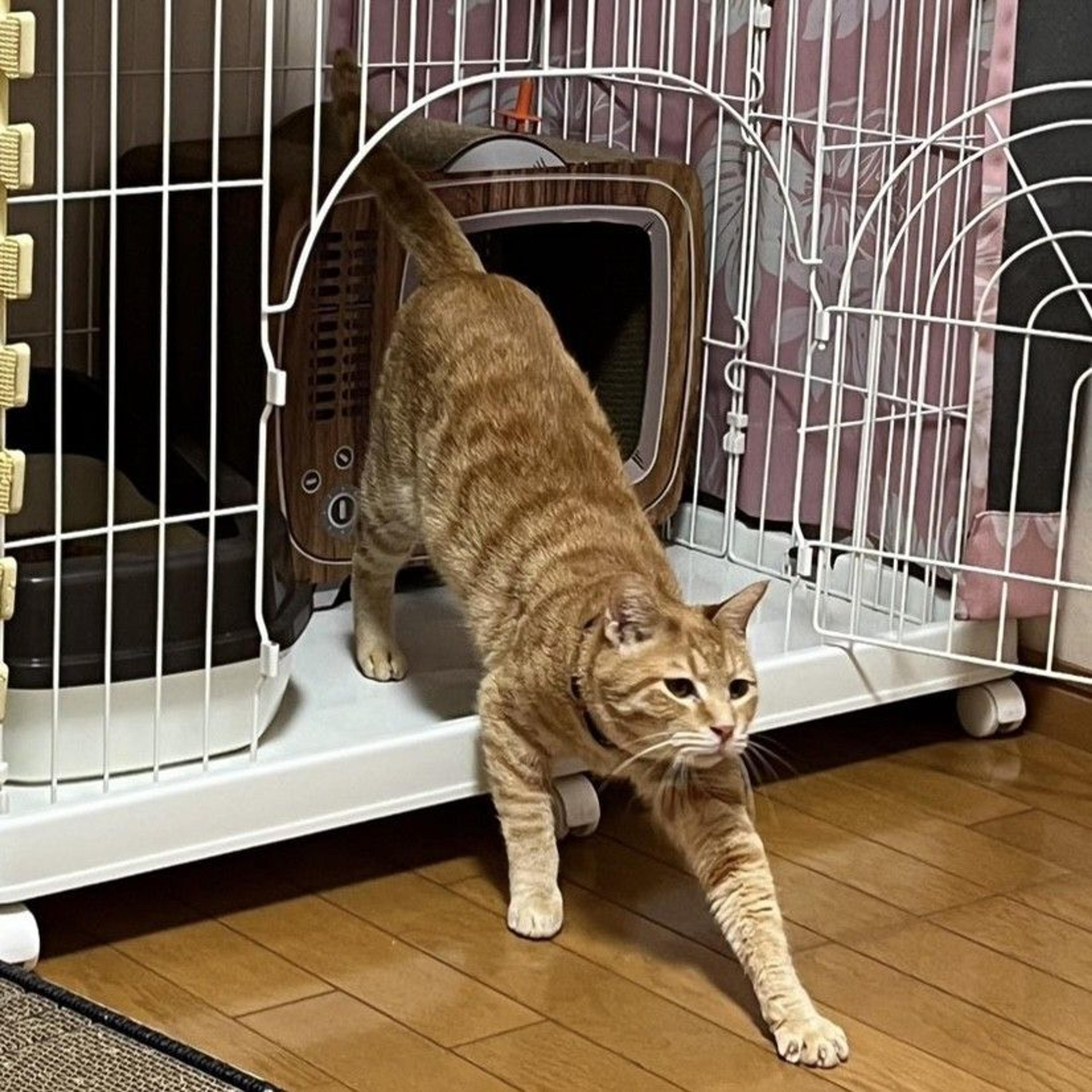pet-image-4