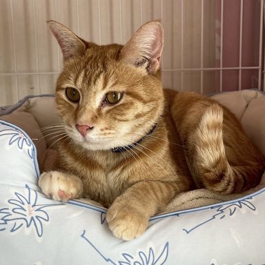きなこ