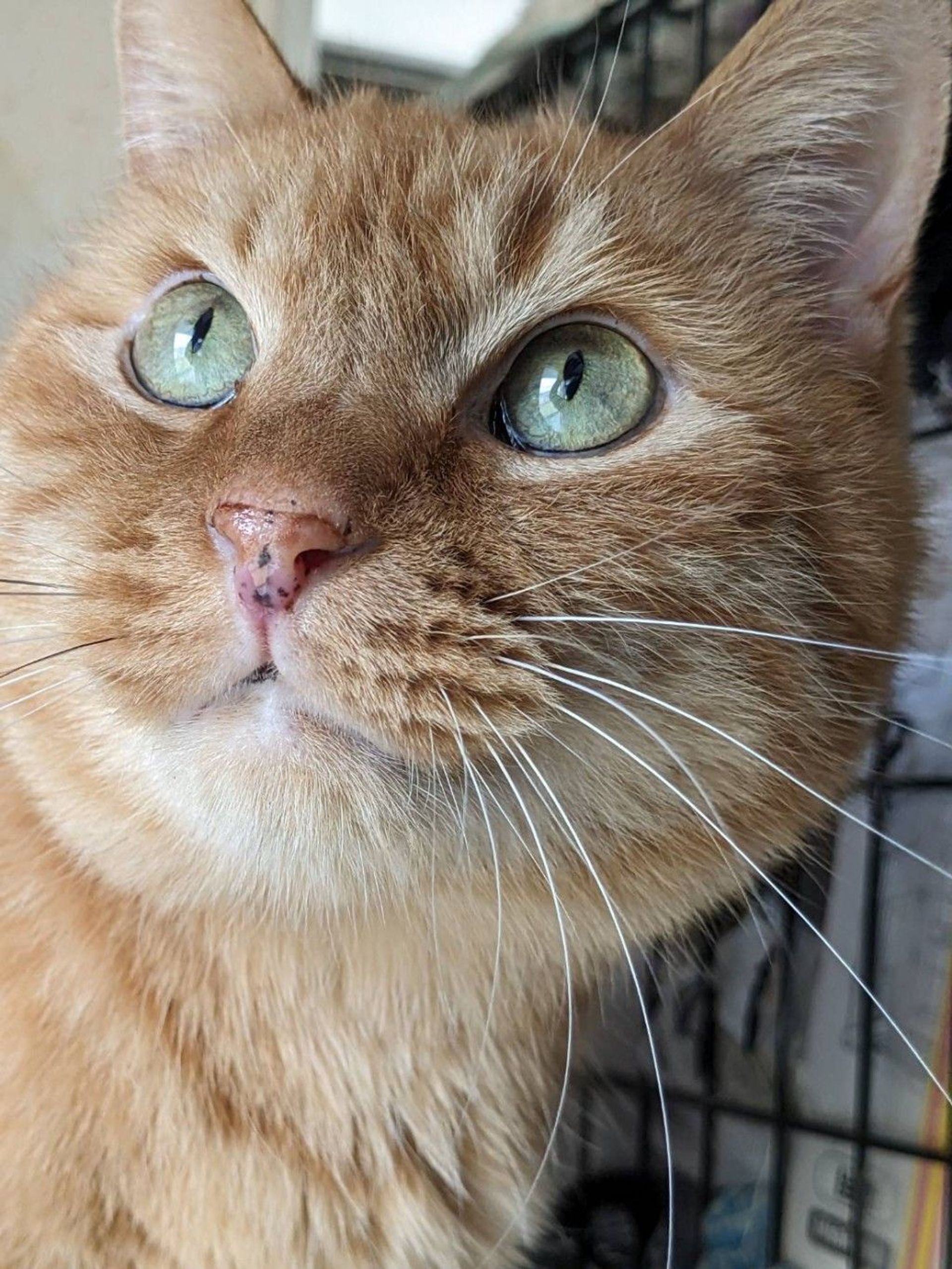 雑種（ミックス猫）・オスの里親募集の写真