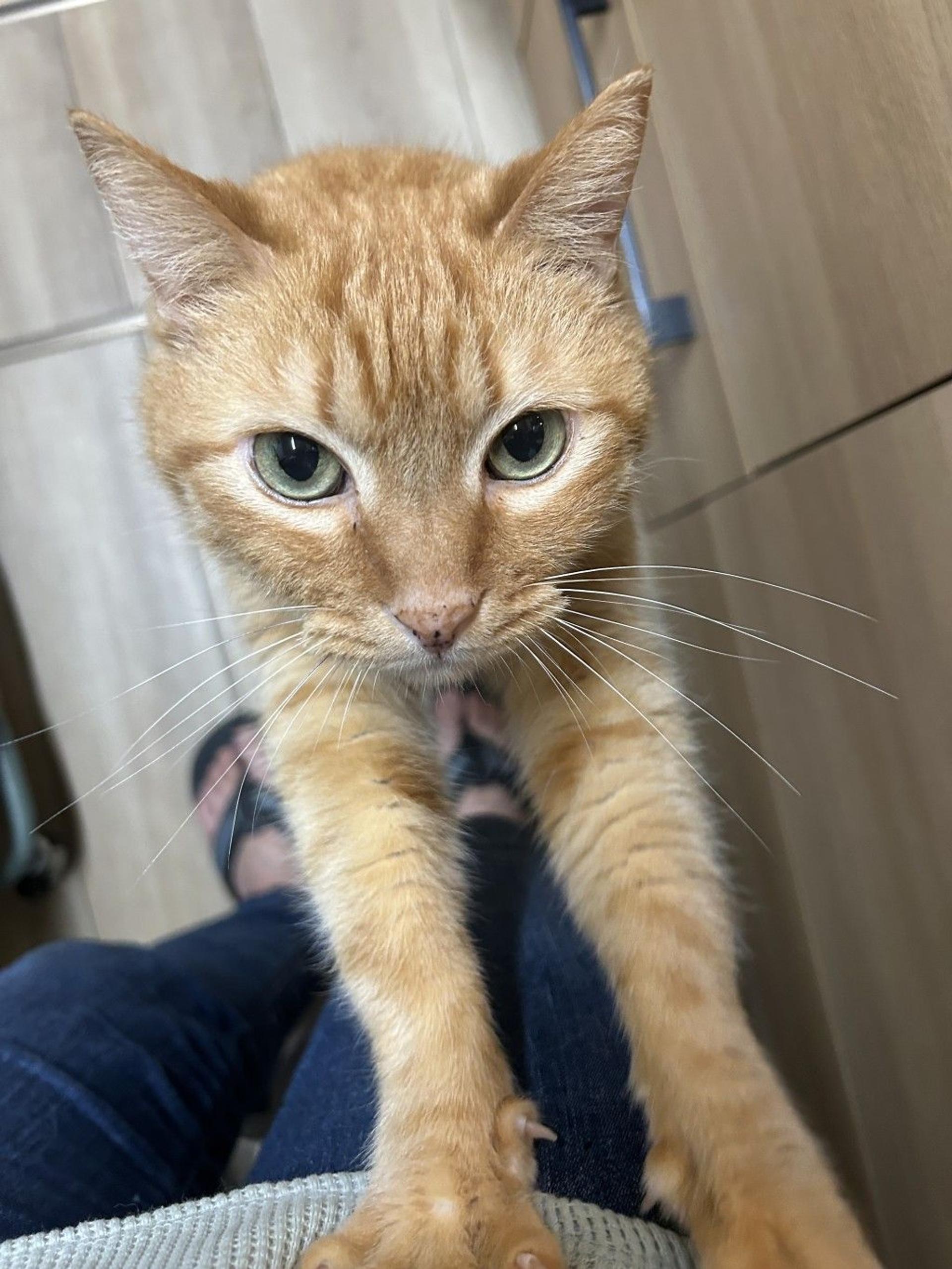 pet-image-4