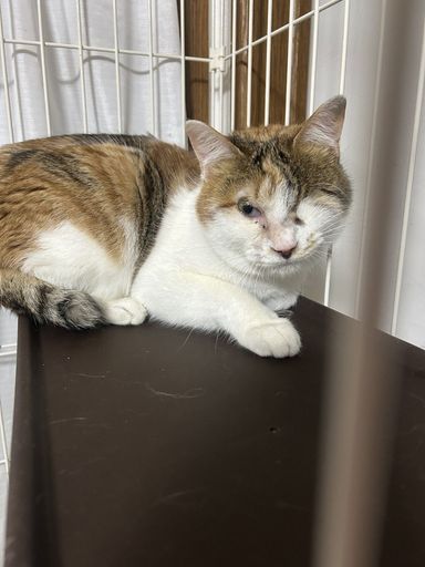 雑種（ミックス猫）・メスの里親募集の写真