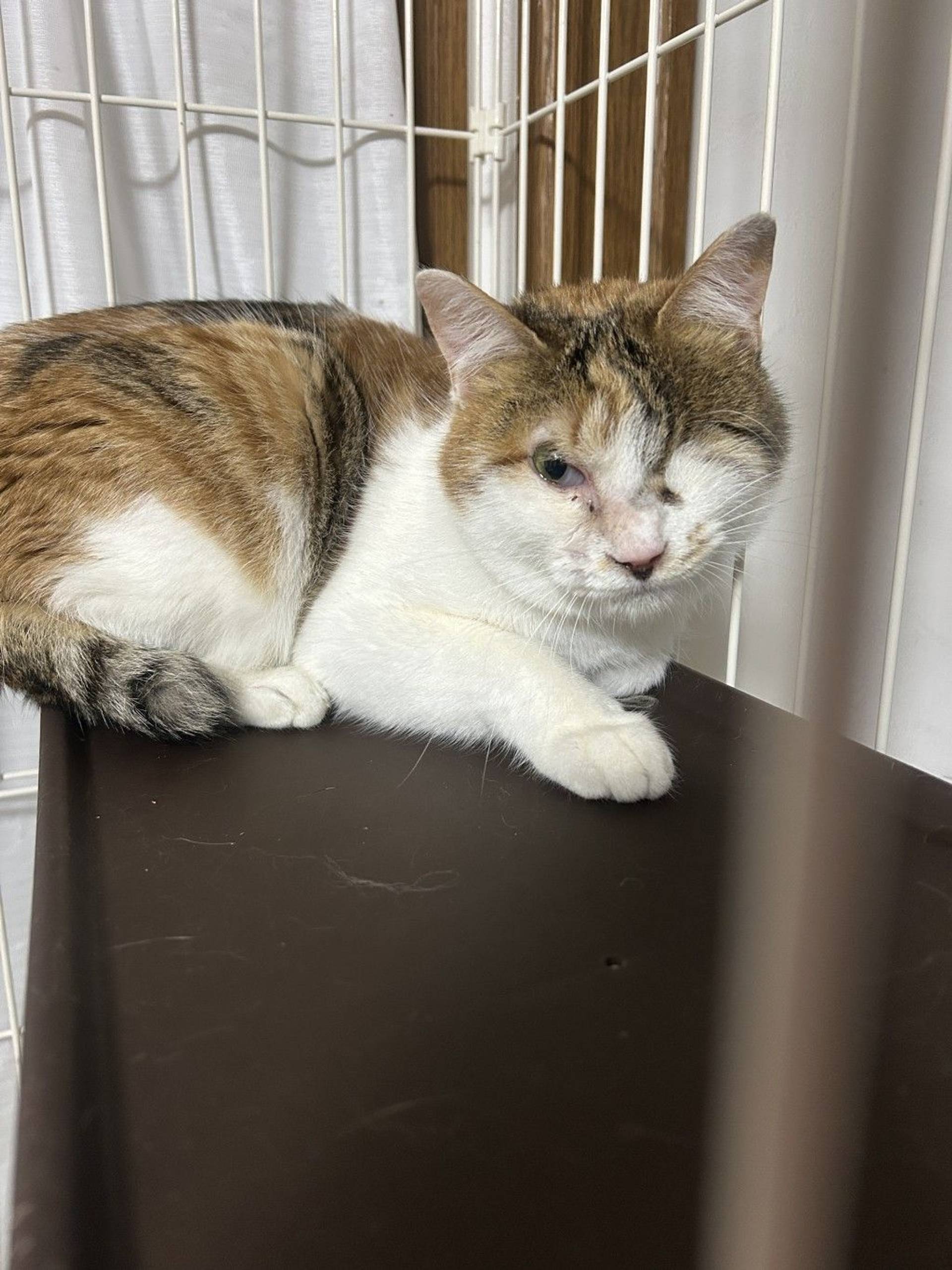 雑種（ミックス猫）・メスの里親募集の写真