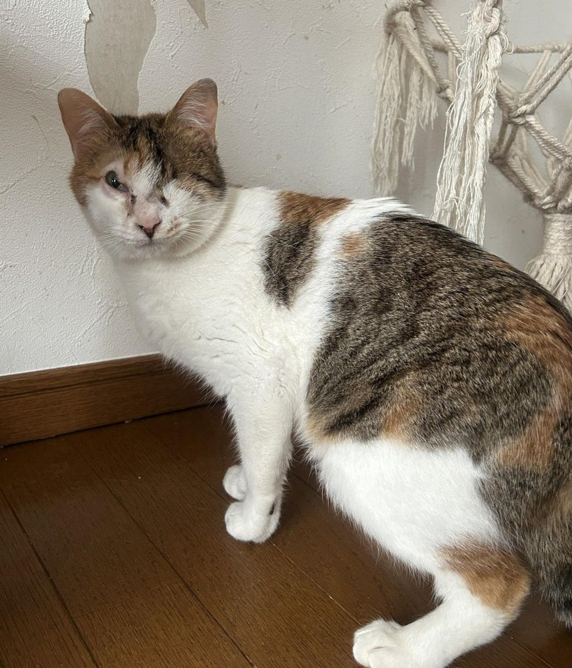 pet-image-2