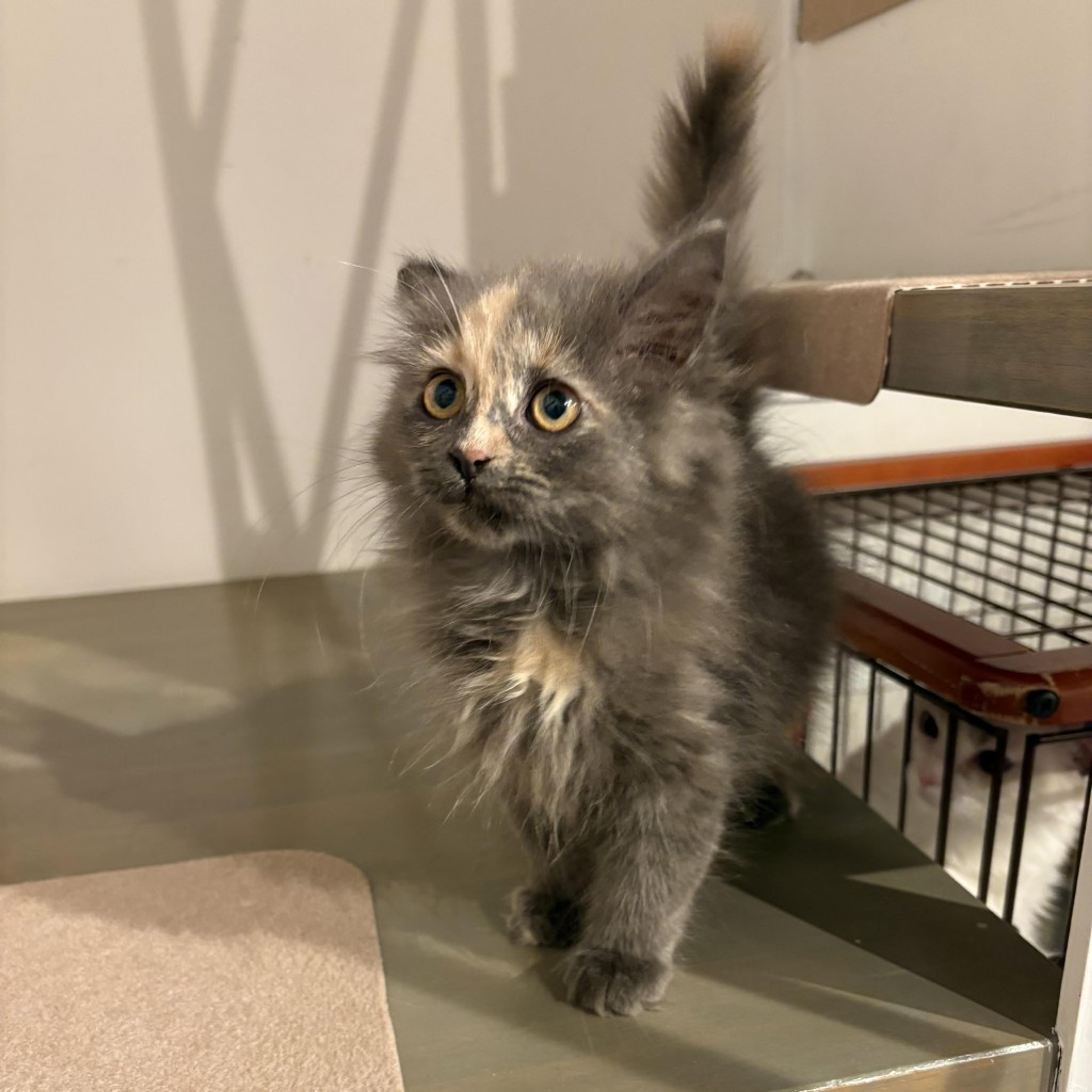 pet-image-4