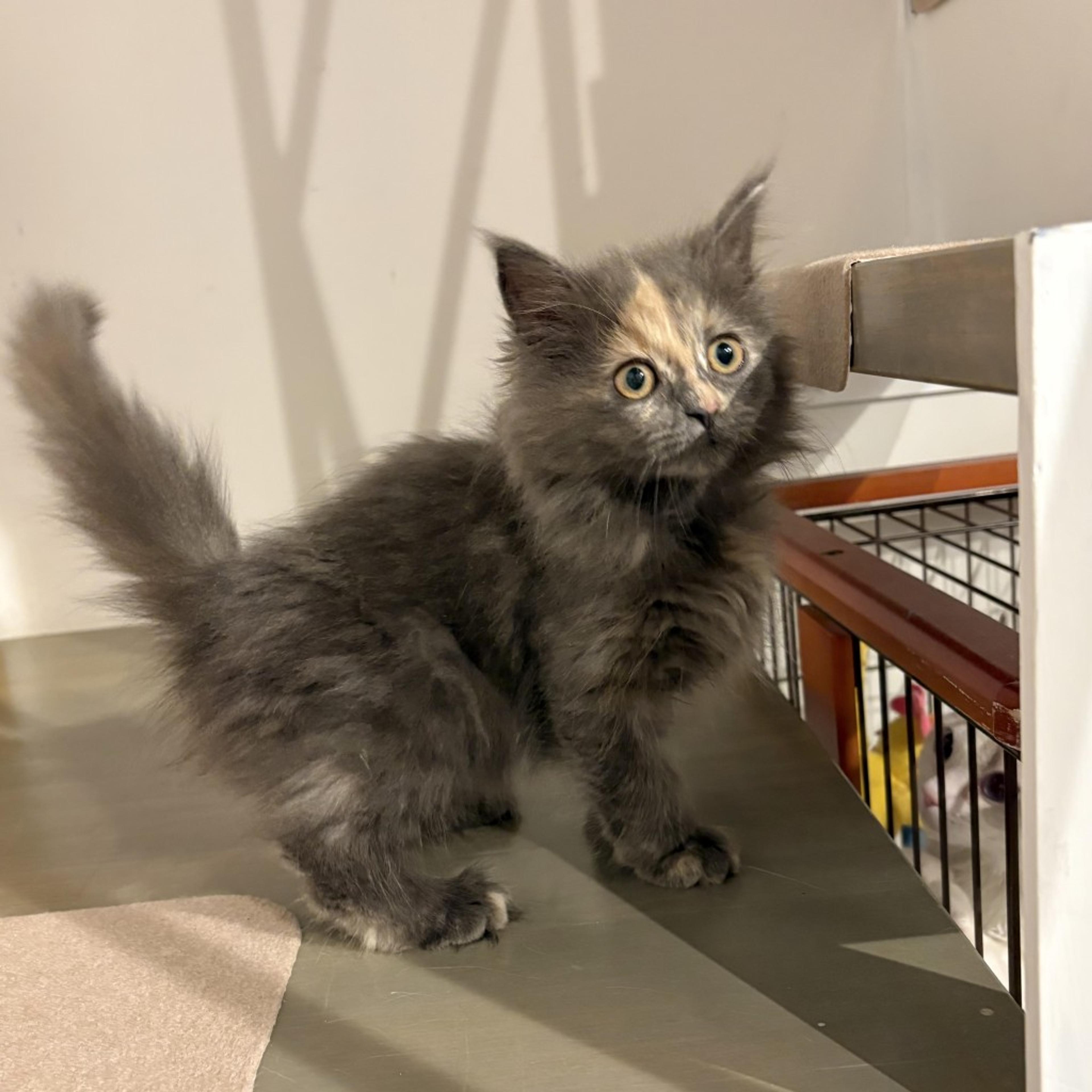 pet-image-7
