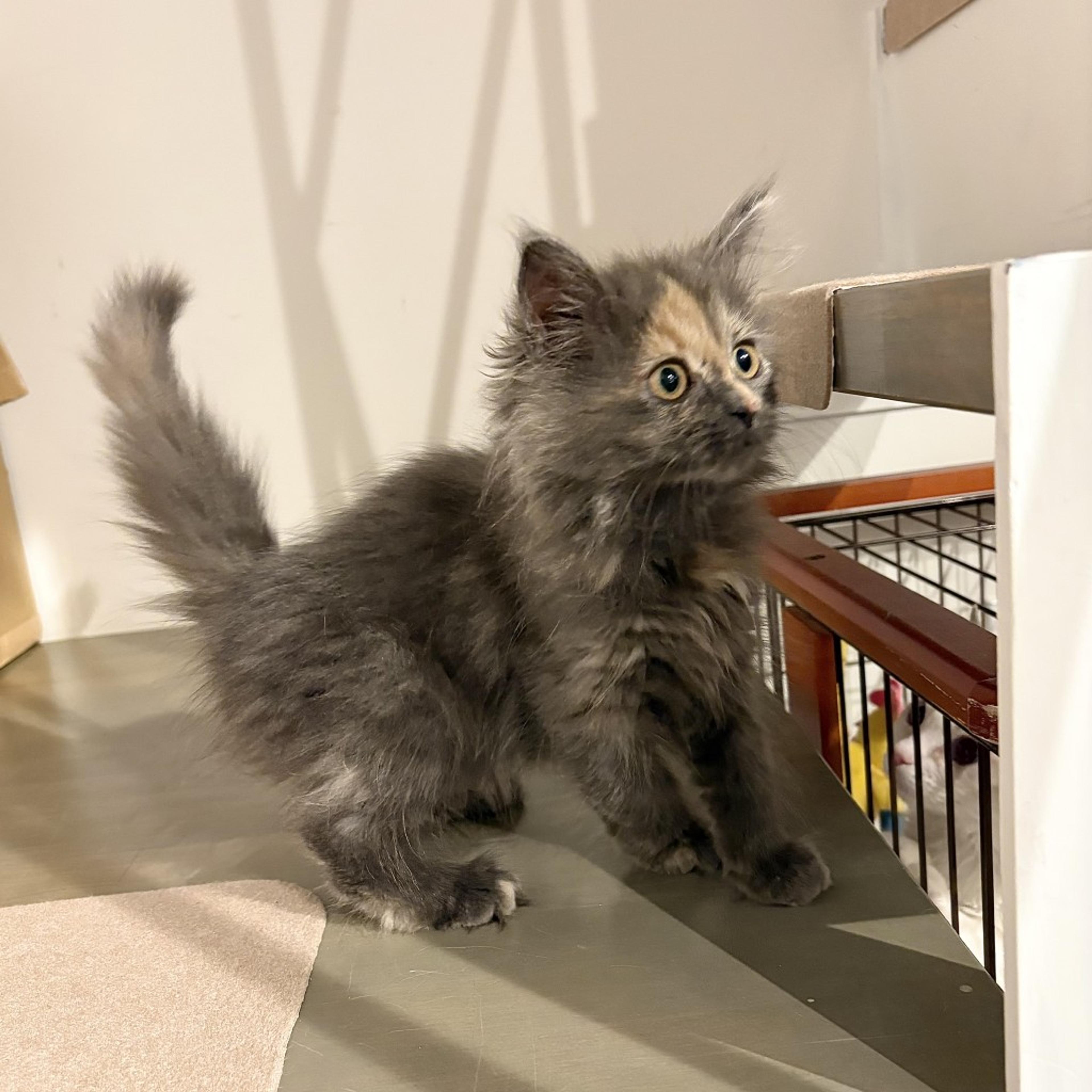 pet-image-6