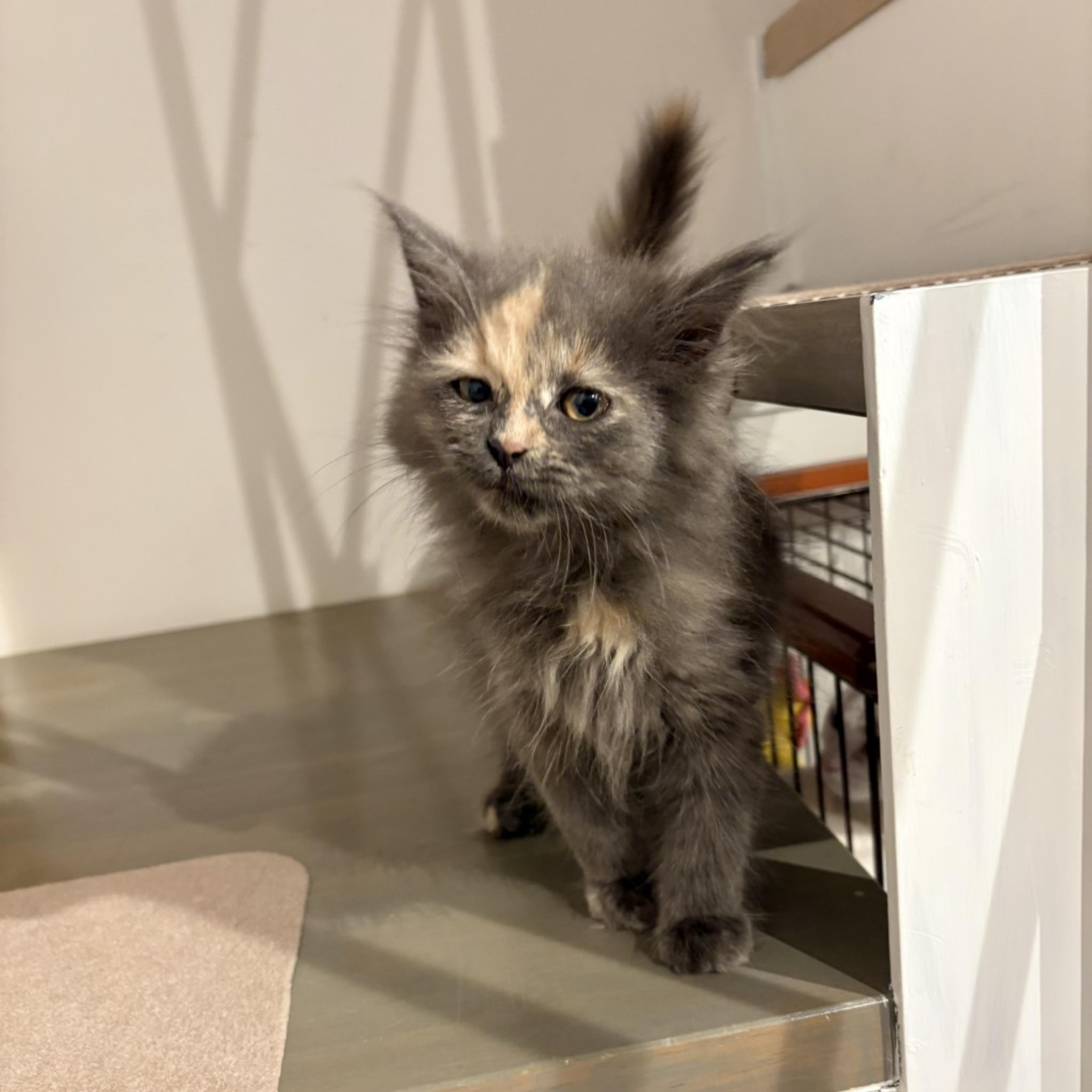 pet-image-5