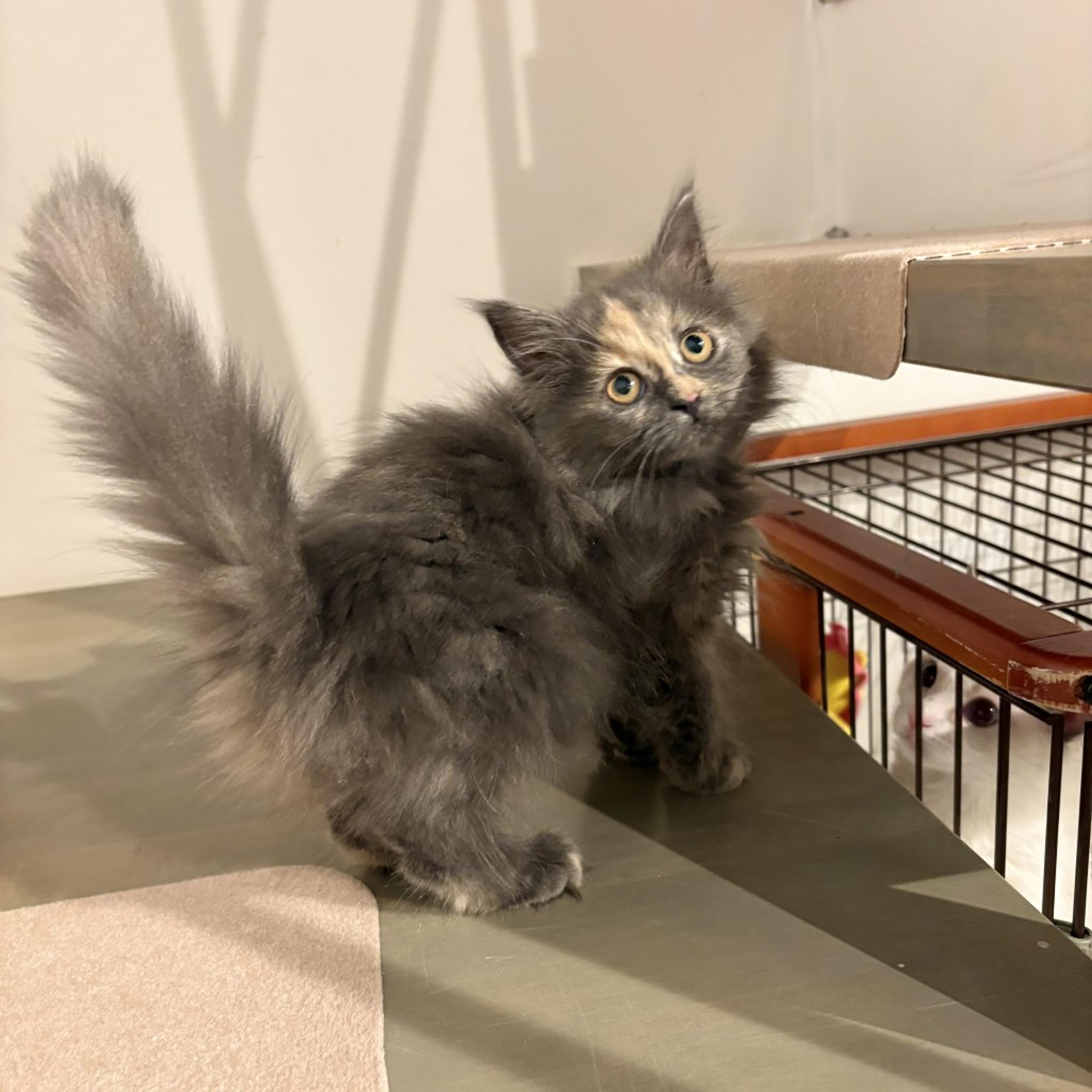 pet-image-8